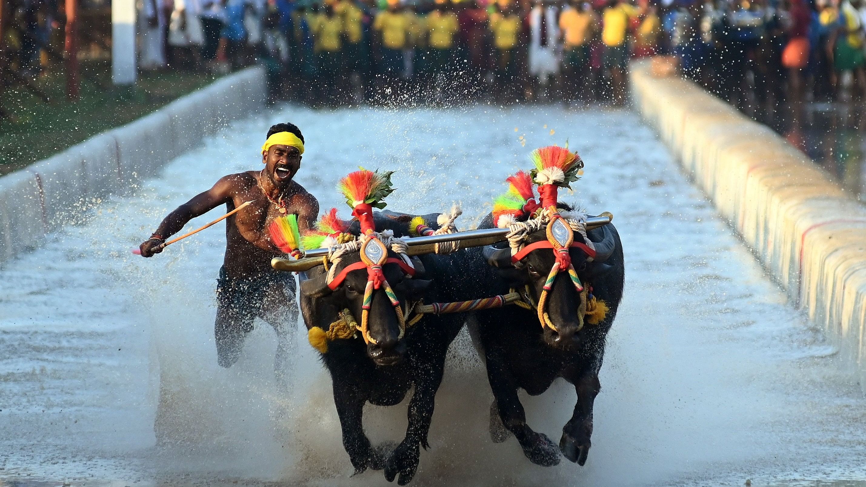 ಕಂಬಳ -ಪ್ರಜಾವಾಣಿ ಚಿತ್ರ