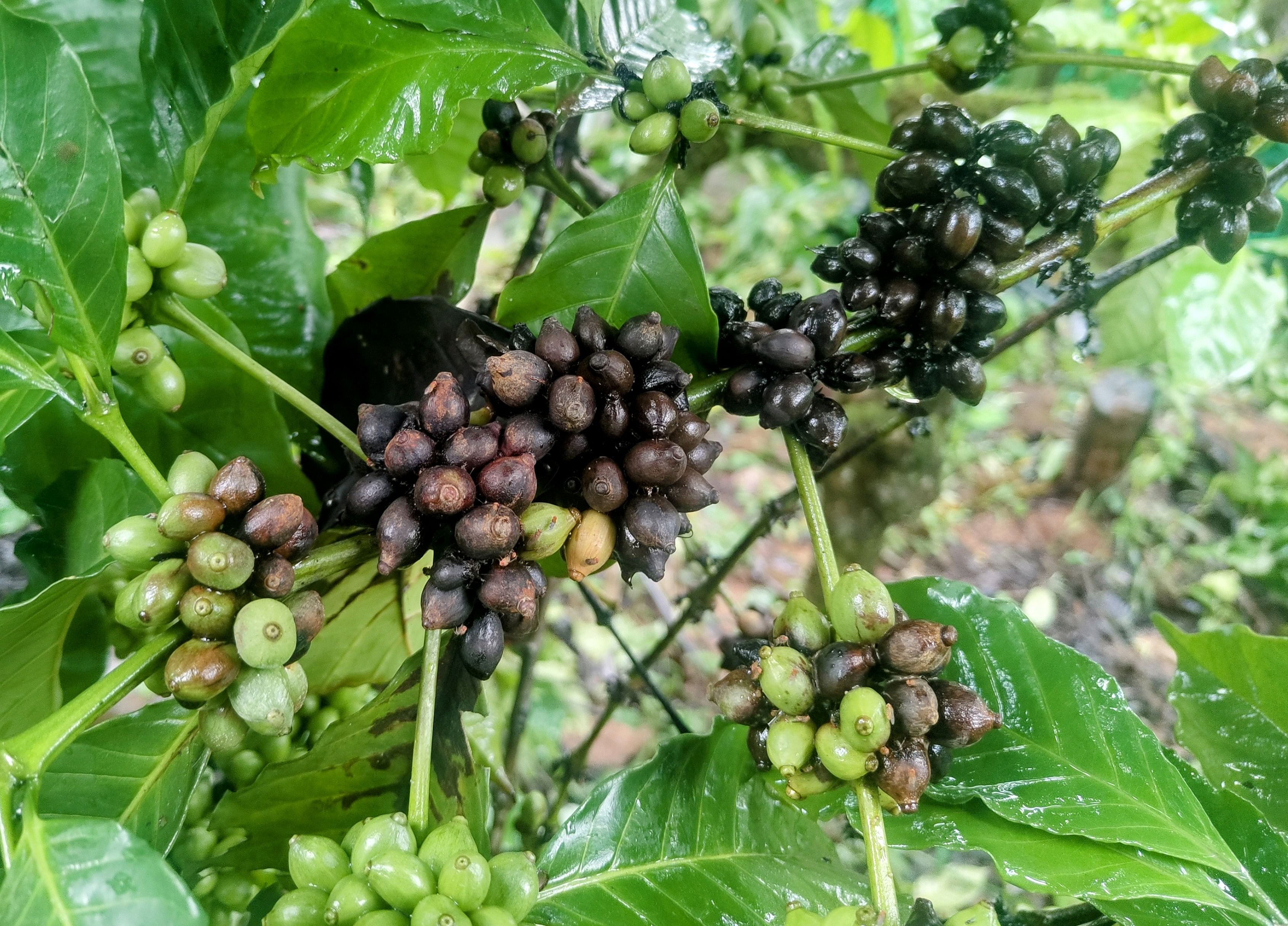 ಕಳಸದಲ್ಲಿ ಕಪ್ಪು ಕೊಳೆ ರೋಗಕ್ಕೆ ತುತ್ತಾದ ಕಾಫಿ ಗಿಡ.