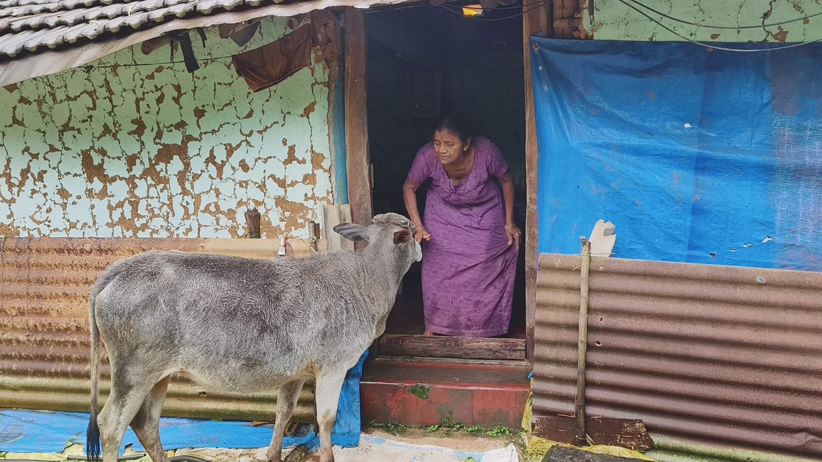 ಕಳಸ ತಾಲ್ಲೂಕಿನ ಕುದುರೆಮುಖ ರಾಷ್ಟ್ರೀಯ ಉದ್ಯಾನದ ಕುನ್ನಿಹಳ್ಳ ಪ್ರದೇಶದಲ್ಲಿ ಪುನರ್‌ವಸತಿ ಪ್ಯಾಕೇಜ್‌ಗಾಗಿ ಕಾದಿರುವ ಶಾಮಲಾದೇವಿ