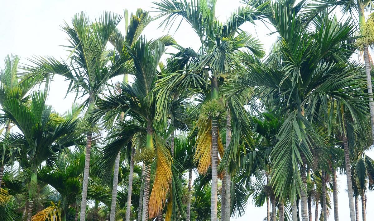 ಅಡಿಕೆ ತೋಟ