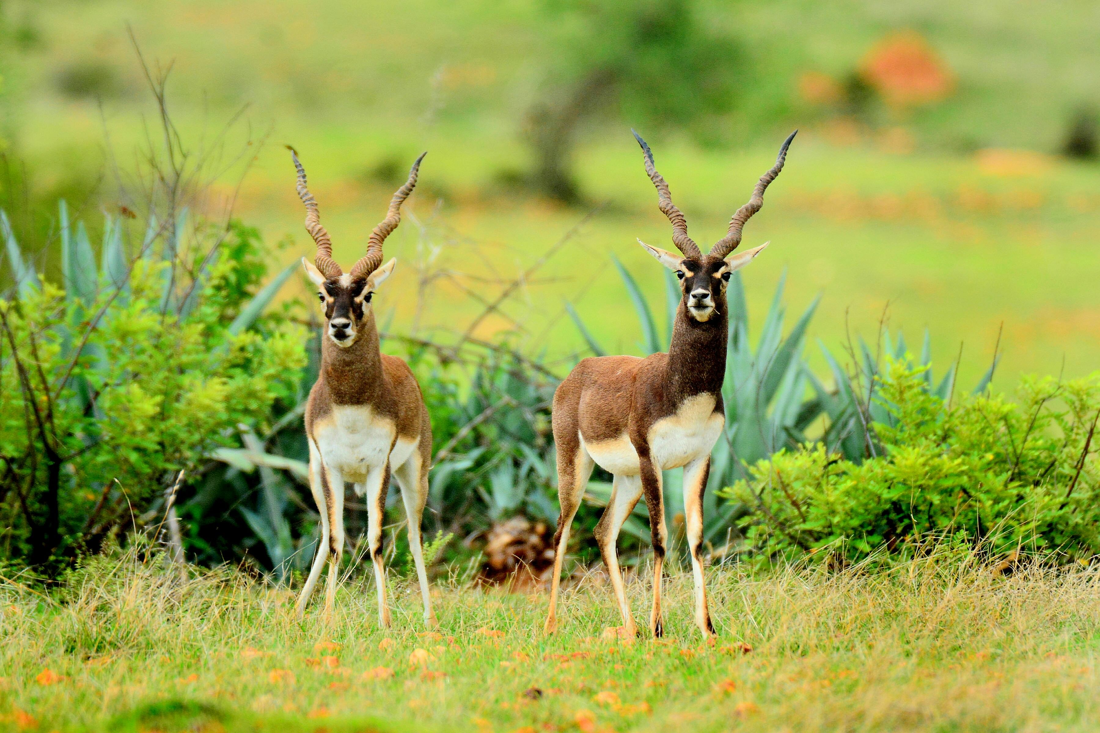 ಕೃಷ್ಣ ಮೃಗಗಳು (ಸಂಗ್ರಹ ಚಿತ್ರ)