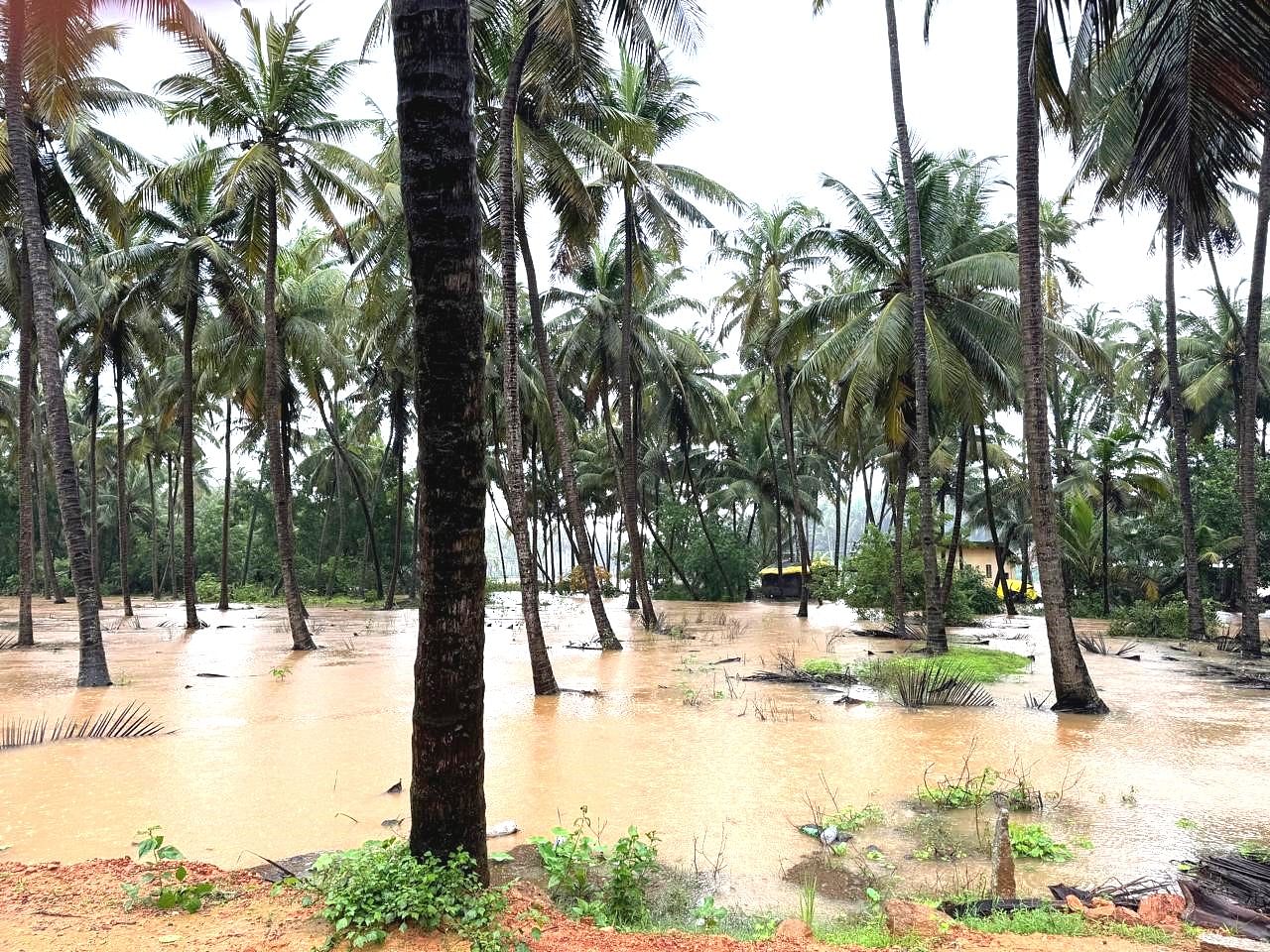 ಕುಂದಾಪುರ ಸಮೀಪದ ಸೇನಾಪುರ ಗ್ರಾಮದ ತೆಂಗಿನಗುಂಡಿ ಎಂಬಲ್ಲಿ ಗುರುವಾರ ಮಳೆಯಿಂದಾಗಿ ಕೃಷಿ ತೋಟಗಳಲ್ಲಿ ನೀರು ತುಂಬಿಕೊಂಡಿದೆ.