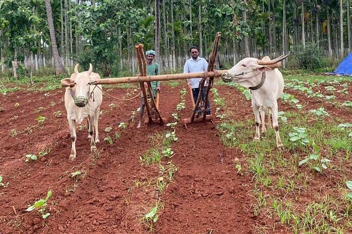 ಬಸವಾಪಟ್ಟಣ ಹೋಬಳಿಯಲ್ಲಿ ಚಿಗುರೊಡೆದಿರುವ ಹತ್ತಿ ಗಿಡಗಳ ನಡುವೆ ರೈತರು ಎಡೆಕುಂಟೆ ಹೊಡೆಯುತ್ತಿರುವುದು 