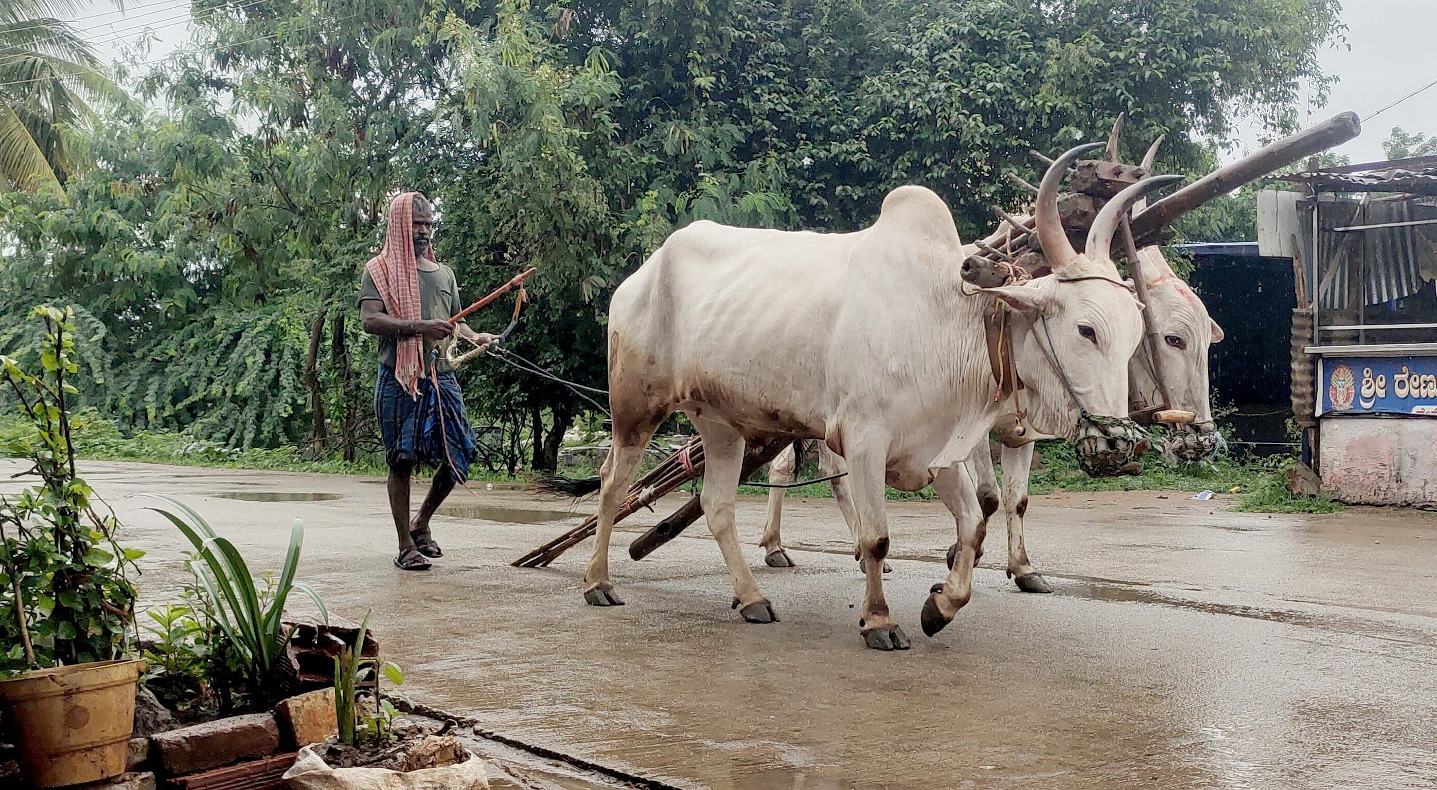 ಮುಳಗುಂದದಲ್ಲಿ ಜಿಟಿ ಜಿಟಿ ಮಳೆ ಪರಿಣಾಮ ಕೃಷಿ ಕೆಲಸ ಮೊಟಕುಗೊಳಿಸಿ ರೈತರು ಮನೆಗೆ ಮರಳಿದರು