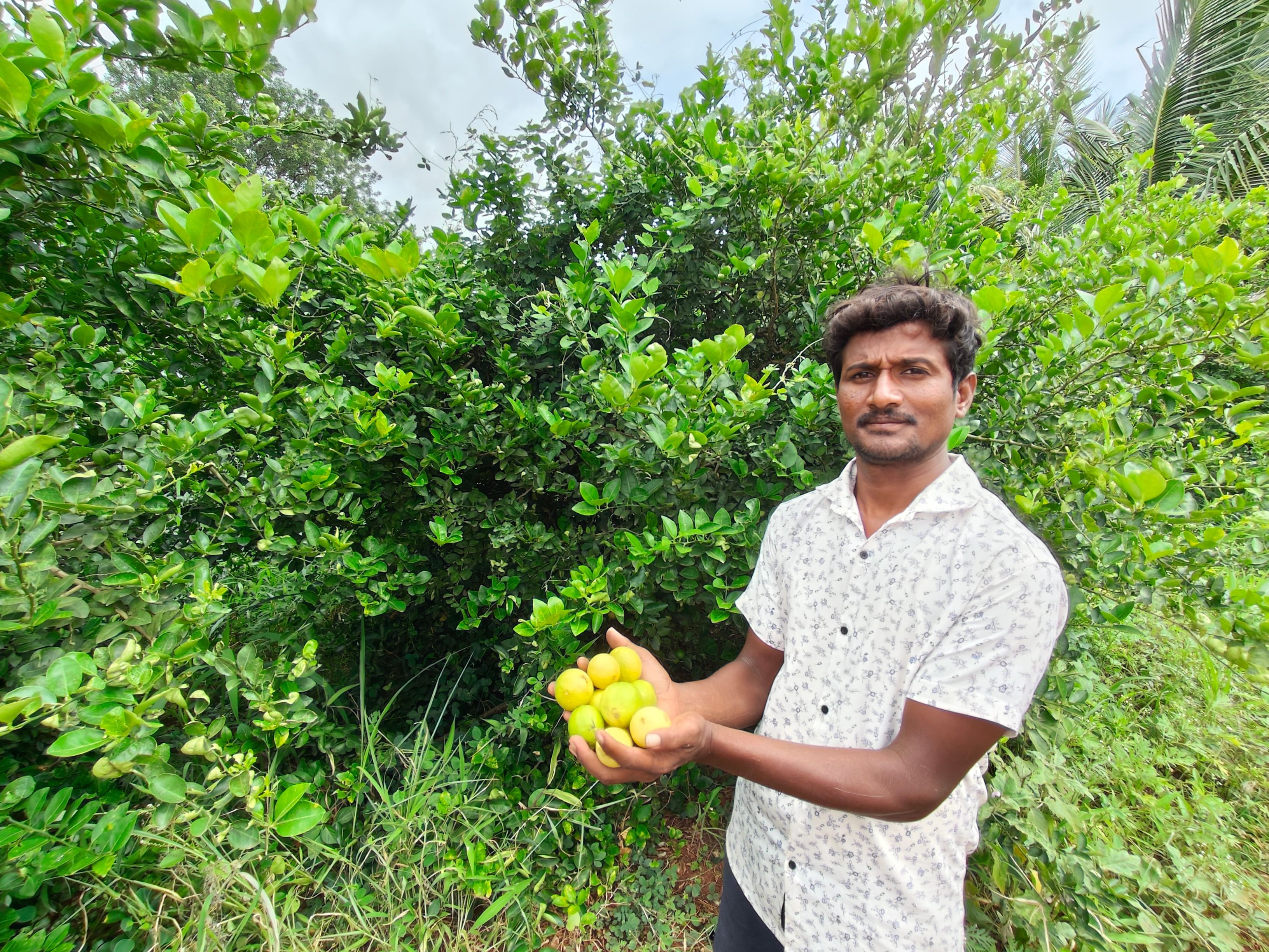 ಕೊಪ್ಪಳ ತಾಲ್ಲೂಕಿನ ಕಲಕೇರಿ ಗ್ರಾಮದಲ್ಲಿ ವೀರಭದ್ರಪ್ಪ ಘಂಟಿ ಬೆಳೆದ ಲಿಂಬೆಹಣ್ಣು –ಪ್ರಜಾವಾಣಿ ಚಿತ್ರ/ಭರತ್‌ ಕಂದಕೂರ