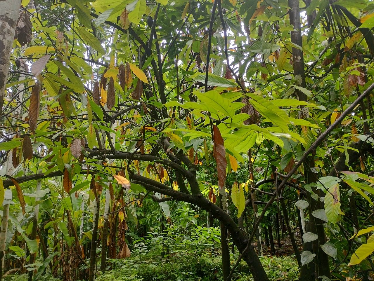 ಕೊಳೆರೋಗದಿಂದ ಎಲೆ ಉದುರಿಸಿರುವ ಕೊಕ್ಕೊ ಗಿಡ