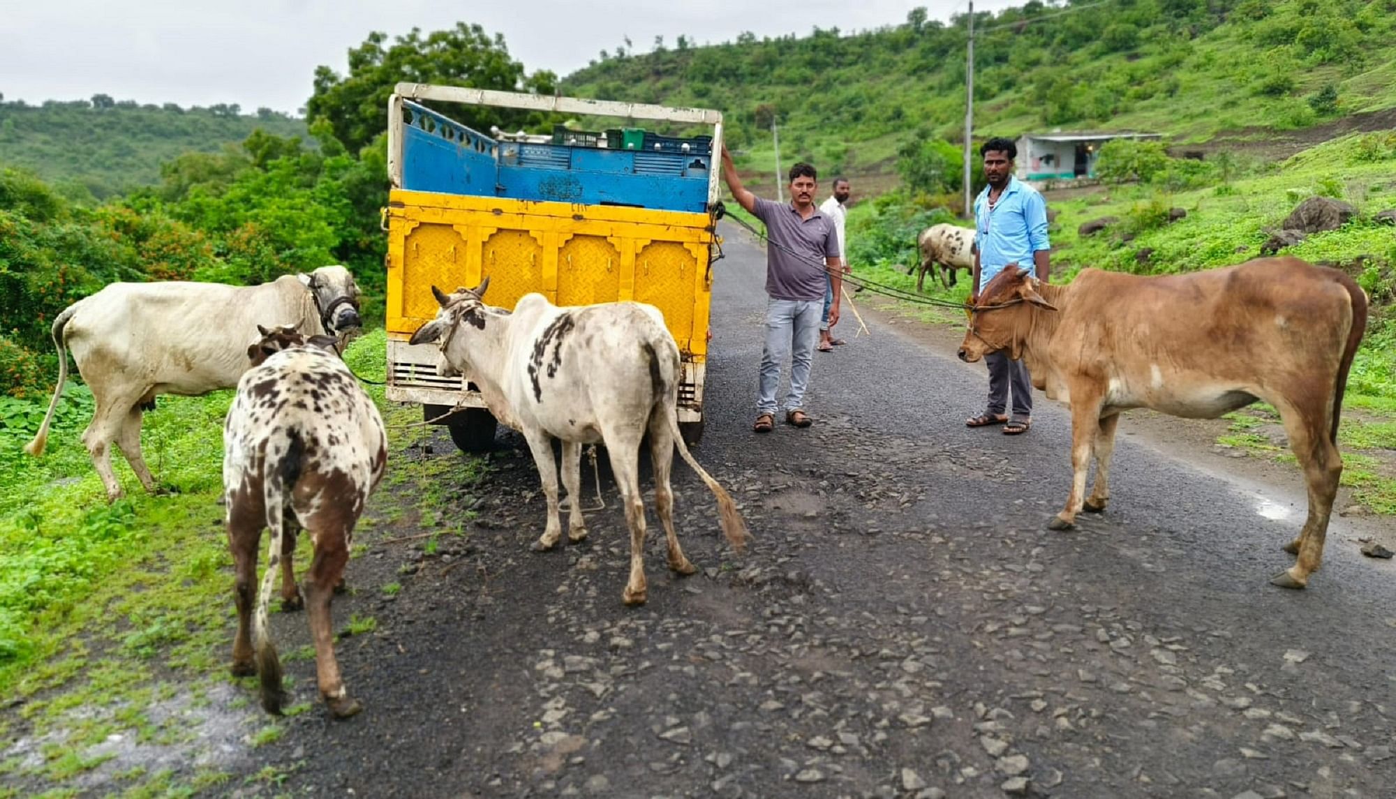 ಚಿಂಚೋಳಿ ತಾಲ್ಲೂಕು ಹೂಡದಳ್ಳಿ ಗಾರಂಪಳ್ಳಿ ಮಧ್ಯೆ ರಾಜ್ಯ ಹೆದ್ದಾರಿ 75ರಲ್ಲಿ ಕಳ್ಳರು ಬಿಟ್ಟುಹೋದ ರಾಜಾಸ್ತಾನ ಮೂಲದ ವಾಹನದೊಂದಿಗೆ ಕಳ್ಳತನವಾಗಿದ್ದ ಹಸುಗಳನ್ನು ಪೊಲೀಸರು ವಶ ಪಡಿಸಿಕೊಂಡಿದ್ದಾರೆ