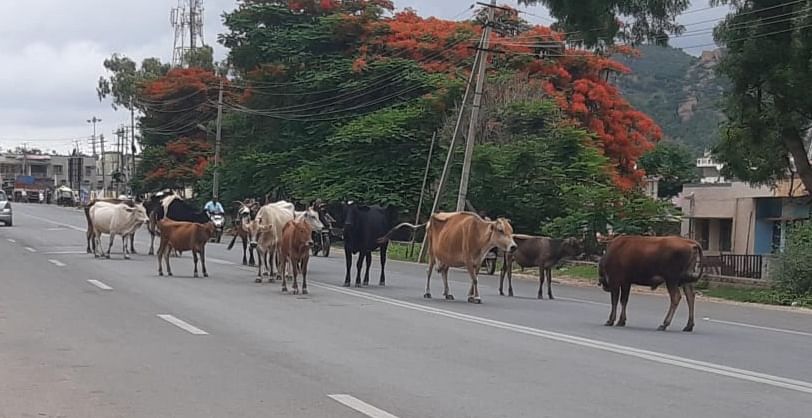 ಹೊಸದುರ್ಗ ಮುಖ್ಯರಸ್ತೆಯಲ್ಲಿ ನಿರ್ಭಯವಾಗಿ ಚಲಿಸುತ್ತಿರುವ ಬಿಡಾಡಿ ದನಗಳ ಹಿಂಡು