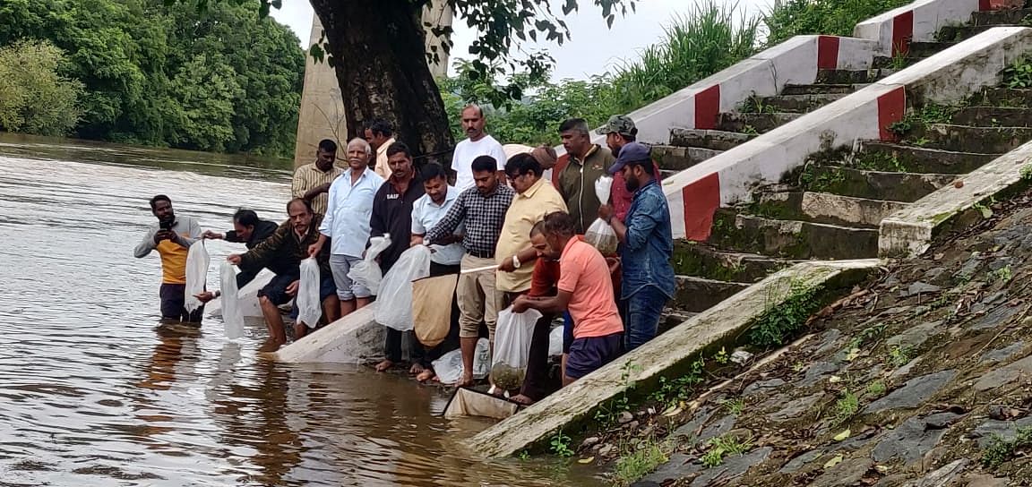 ಕುಶಾಲನಗರ ಸಮೀಪದ ಕಣಿವೆ ಬಳಿಯ ಕಾವೇರಿ ನದಿಗೆ‌ ಹಾರಂಗಿ ಮೀನುಗಾರಿಕೆ ಇಲಾಖೆ ವತಿಯಿಂದ ಒಂದು ಲಕ್ಷಕ್ಕೂ ಅಧಿಕ ಮೀನುಮರಿಗಳನ್ನಯ ಬಿಡಲಾಯಿತು.