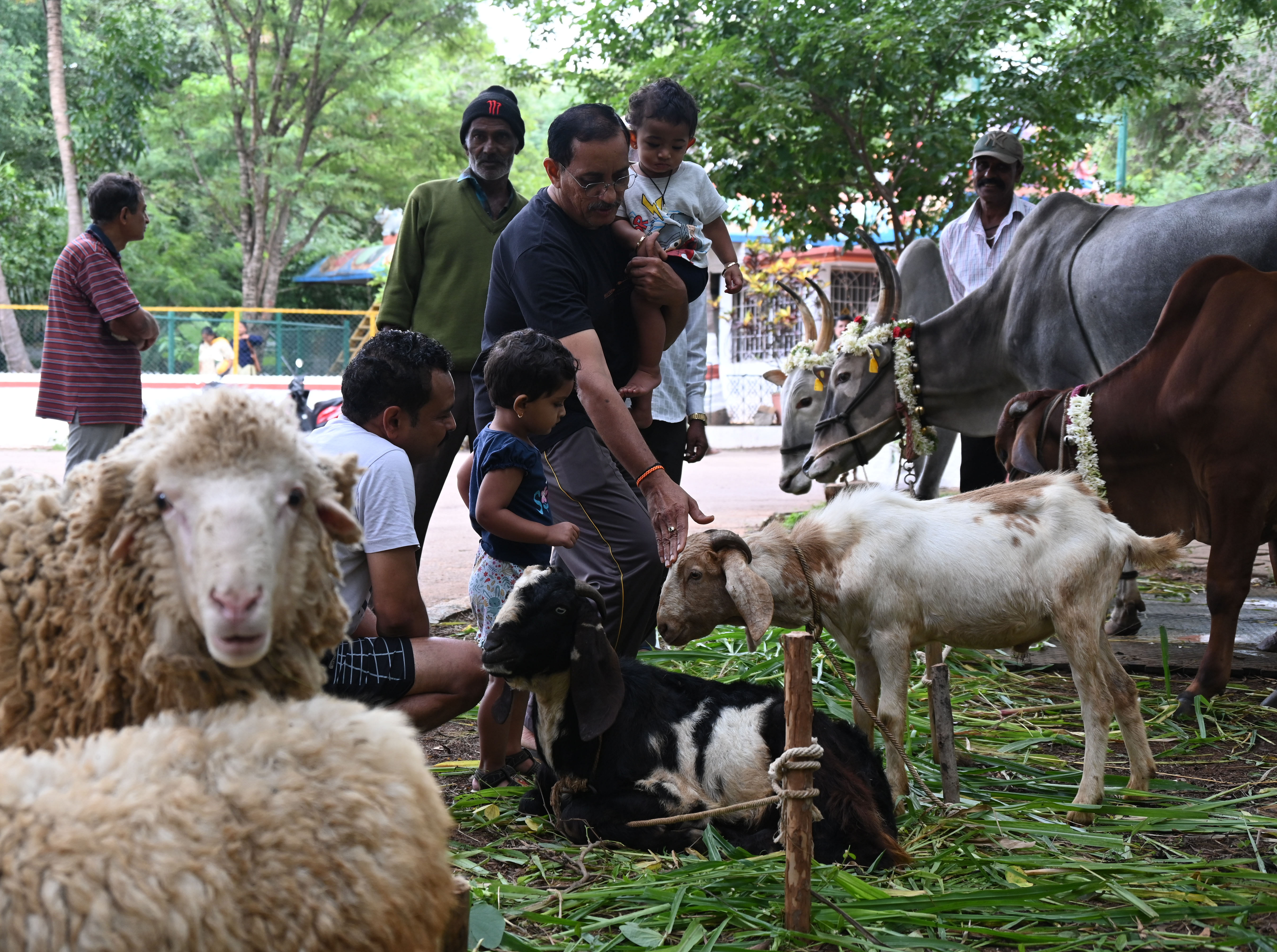 ಕೃಷಿ ಸಂತೆಯಲ್ಲಿ ಕುರಿಗಳನ್ನು ಮಕ್ಕಳು ಕುತೂಹಲದಿಂದ ವಿಕ್ಷೀಸಿದರು –ಪ್ರಜಾವಾಣಿ ಚಿತ್ರ