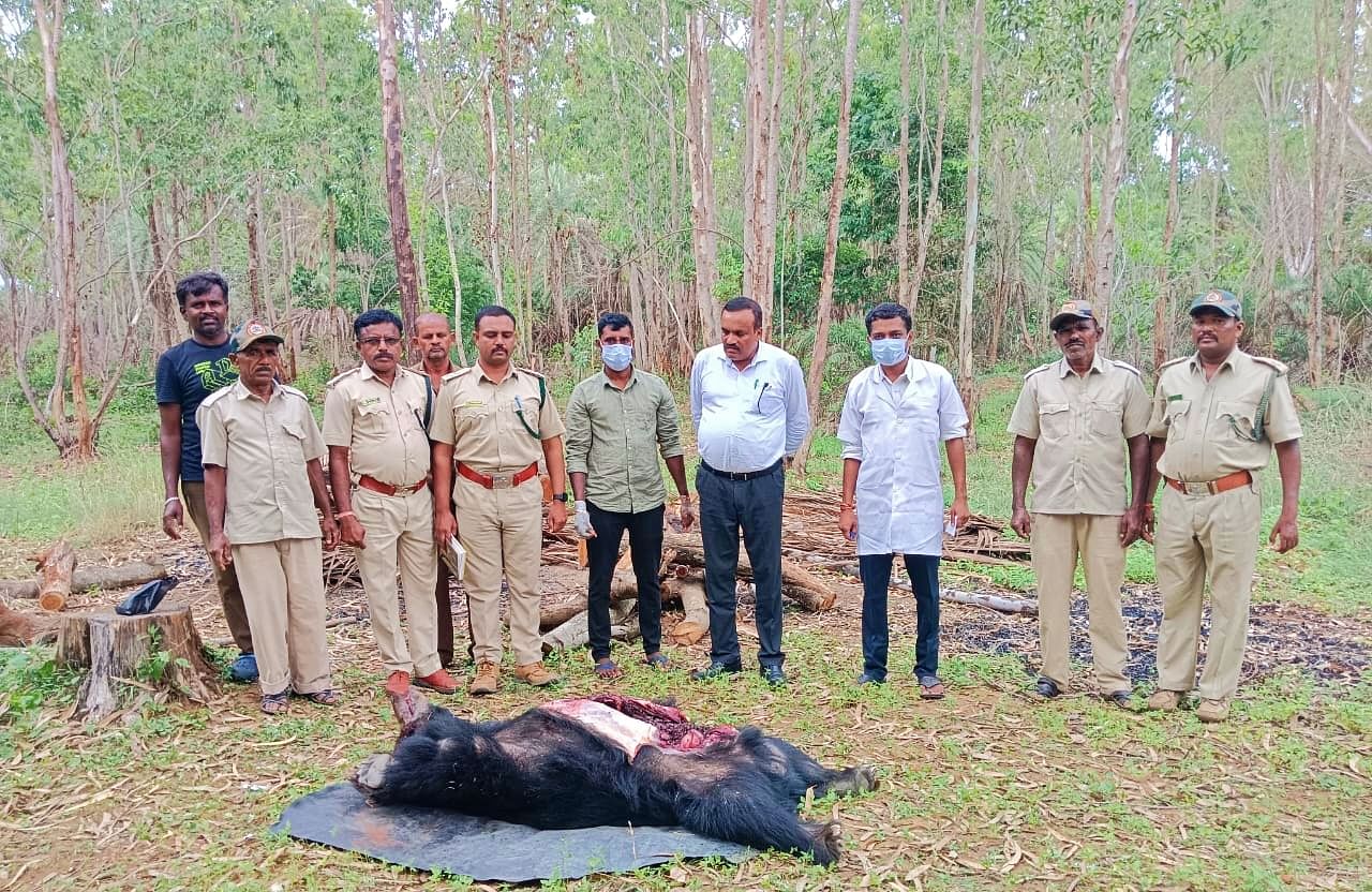 ನಾಗಮಂಗಲ ತಾಲ್ಲೂಕಿನ ಕಂಚಿನಕೋಟೆ ಗ್ರಾಮದ ಬಳಿ ರೈಲಿಗೆ ಸಿಲುಕಿ ಸಾವನ್ನಪ್ಪಿದ್ದ ಕರಡಿಯ ಕಳೇಬರವನ್ನು ಪಶು ವೈದ್ಯ ಭೀಷಜಮೂರ್ತಿ ಅರಣ್ಯ ಇಲಾಖೆಯ ಅಧಿಕಾರಿಗಳ ಸಮ್ಮುಖದಲ್ಲಿ ಮರಣೋತ್ತರ ಪರೀಕ್ಷೆ ನಡೆಸಿದರು.