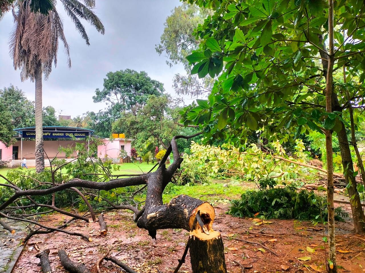 ಉಡುಪಿಯ ಭುಜಂಗ ಪಾರ್ಕ್‌ನಲ್ಲಿ ಮರ ಕಡಿದಿರುವುದು