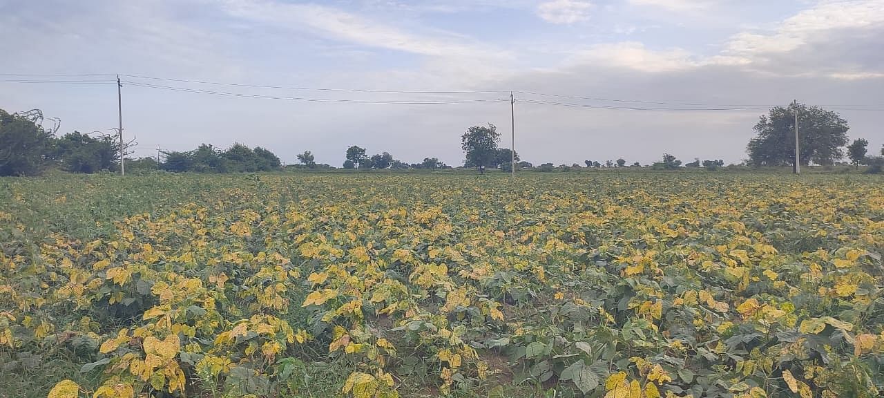 ಹುನಗುಂದ ತಾಲ್ಲೂಕಿನ ಬನ್ನಹಟ್ಟಿ ಗ್ರಾಮದ ಹೊರ ವಲಯದ ಜಮೀನಿನಲ್ಲಿನ ಹೆಸರು ಬೆಳೆ ಹಳದಿ ರೋಗಕ್ಕೆ ತುತ್ತಾಗಿರುವುದು