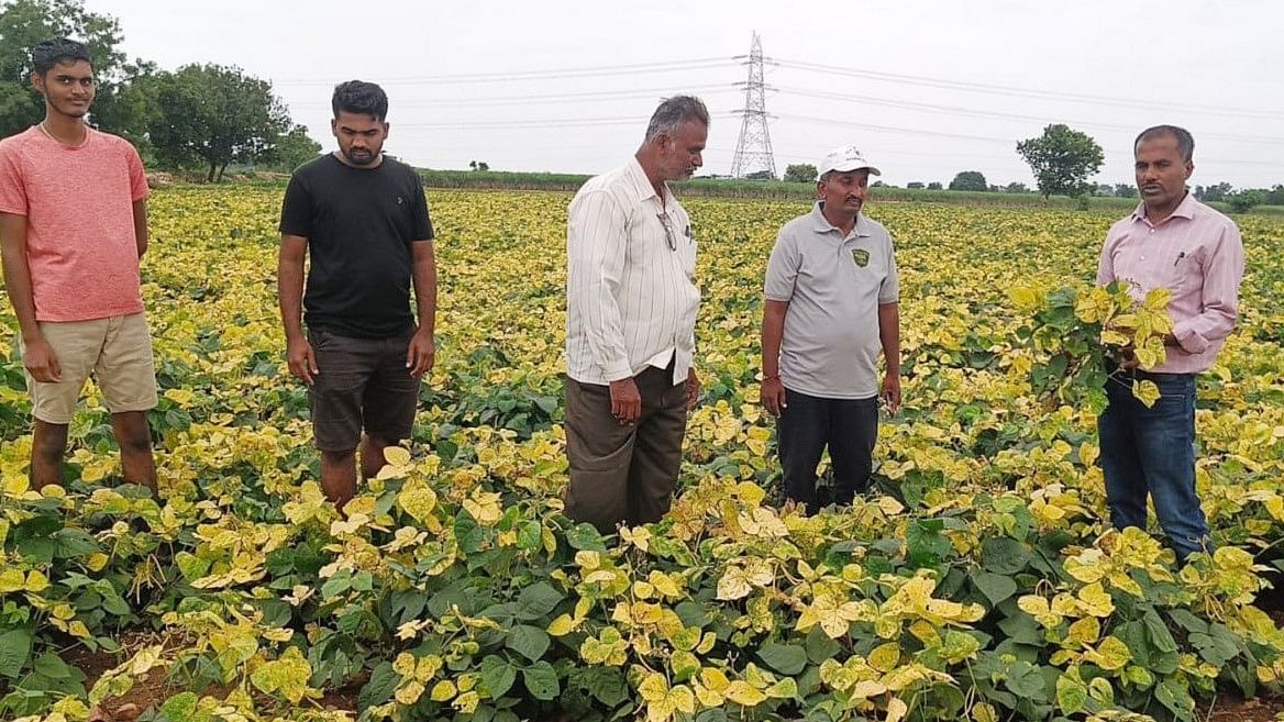 ಹೆಸರು ಬೆಳೆಗೆ ಹಳದಿ ಬಣ್ಣದ ರೋಗ ಆವರಿಸಿರುವ ಬೆನಕಟ್ಟಿಯ ರೈತ ರವೀಂದ್ರ ಅರಿಷಿಣಗೋಡಿ ಅವರ ಜಮೀನಿಗೆ ಶುಕ್ರವಾರ ಸಹಾಯಕ ಕೃಷಿ ನಿರ್ದೇಶಕ ಮಂಜುನಾಥ ಭೇಟಿ ನೀಡಿ ಪರಿಶೀಲಿಸಿದರು