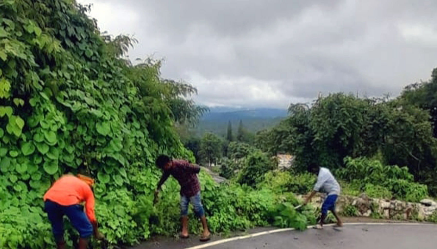 ಯಳಂದೂರು ತಾಲ್ಲೂಕಿನ ಬಿಳಿಗಿರಿರಂಗನಬೆಟ್ಟದಲ್ಲಿ ಭಾನುವಾರ ಸೋನೆ ಮಳೆ ನಡುವೆ ಪೊದೆಗಳನ್ನು ತೆರವುಗೊಳಿಸಿದ ಶ್ರಮಿಕರು