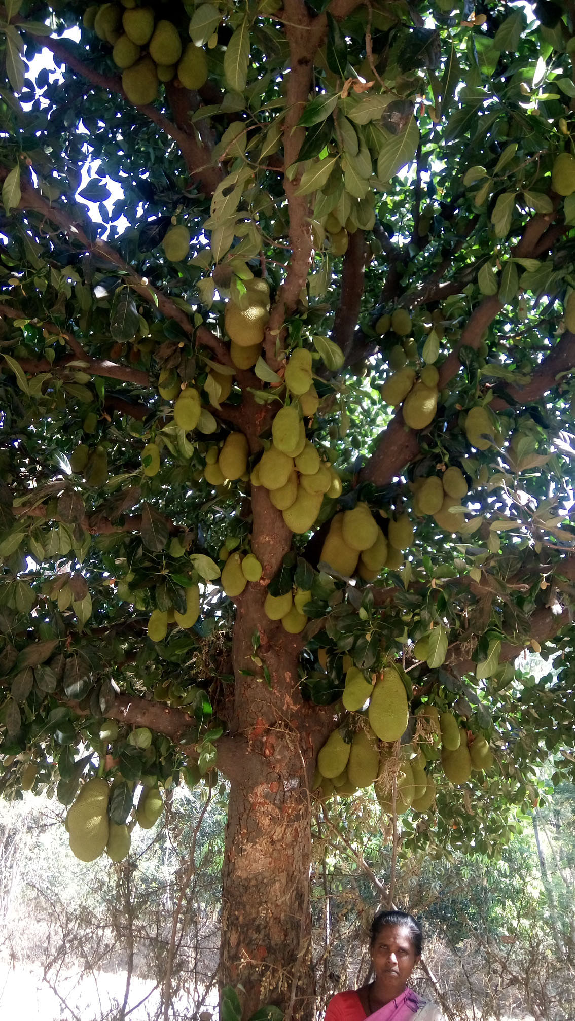 ತೋವಿನಕೆರೆ ಪಕ್ಕದ ಸೂರೇನಹಳ್ಳಿಯಲ್ಲಿನ ಹಲಸಿನ ಮರದಲ್ಲಿನ ಫಸಲು