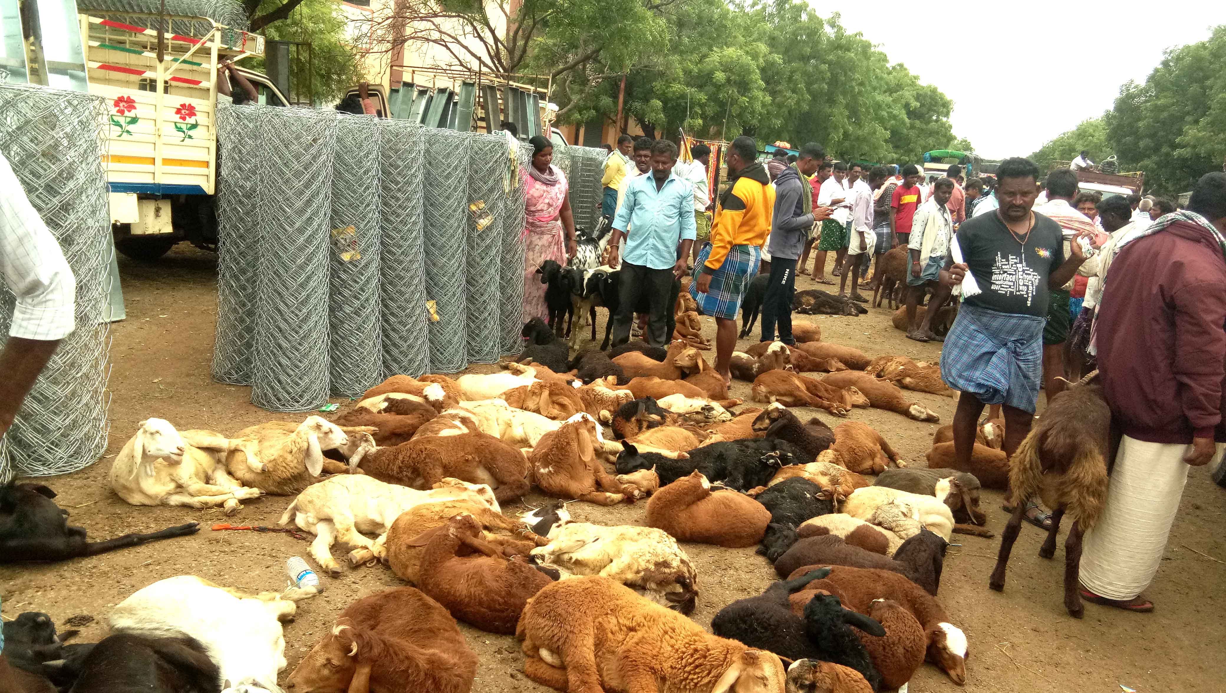 ಮೊಳಕಾಲ್ಮುರು ತಾಲ್ಲೂಕಿನ ರಾಂಪುರದ ಕೃಷಿ ಉತ್ಪನ್ನ ಮಾರುಕಟ್ಟೆಯ ಹೊರಗೆ ಕುರಿ ವ್ಯಾಪಾರ ನಡೆಯುತ್ತಿರುವುದು