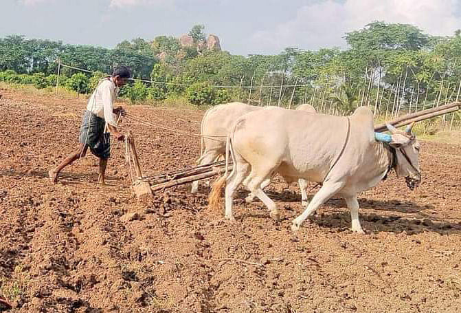 ಶಹಾಪುರ ತಾಲ್ಲೂಕಿನ ಹತ್ತಿಗೂಡೂರ ಗ್ರಾಮದ ಬಳಿ ರೈತರೊಬ್ಬರು ಜಮೀನು ಹದಗೊಳಿಸುತ್ತಿರುವುದು