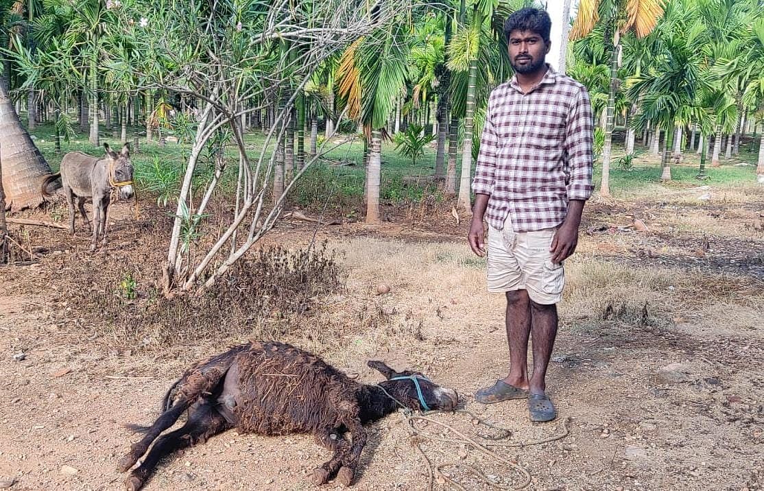 ಬೆಳಕವಾಡಿ ಸಮೀಪದ ಅಂತರಾಯನಪುರ ದೊಡ್ಡಿ ಗ್ರಾಮದ ಹೊರವಲಯದ ತೋಟದ ಮನೆಯಲ್ಲಿ ಚಿರತೆ ದಾಳಿಗೆ ಬಲಿಯಾಗಿರುವ ಕತ್ತೆ