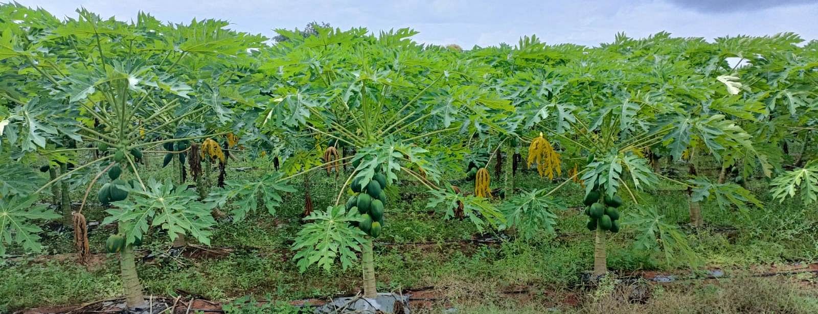 ಸಾವಯವ ಔಷಧ ಬಳಕೆಯ ಮೂಲಕ ಸಮೃದ್ಧ ಪಪ್ಪಾಯಿ ಬೆಳೆದಿರುವ ಸಂತೇಮರಹಳ್ಳಿಯ ರೈತ ಪ್ರಭು.