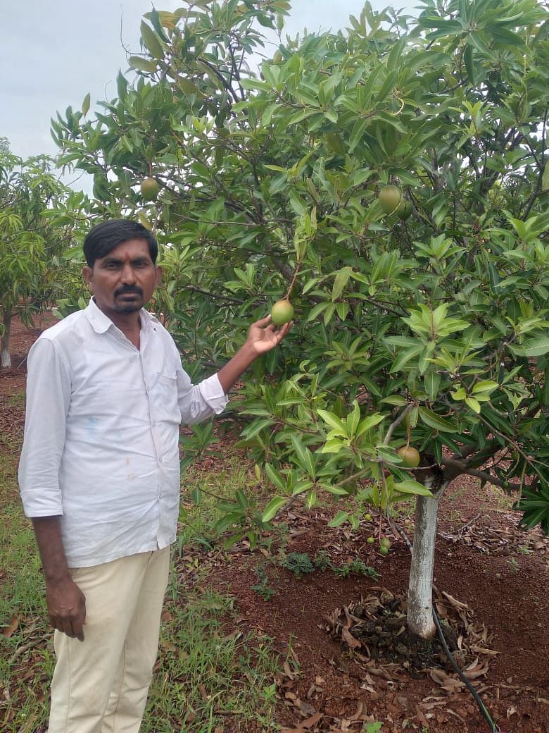 ಖಟಕಚಿಂಚೋಳಿ ಹೋಬಳಿಯ ಚಳಕಾಪುರ ಗ್ರಾಮದ ರೈತ ಅಶೋಕ ಸಂಗೋಳಗೆ ತಮ್ಮ ಹೊಲದಲ್ಲಿ ಬೆಳೆದ ಮಾವಿನ ಗಿಡ