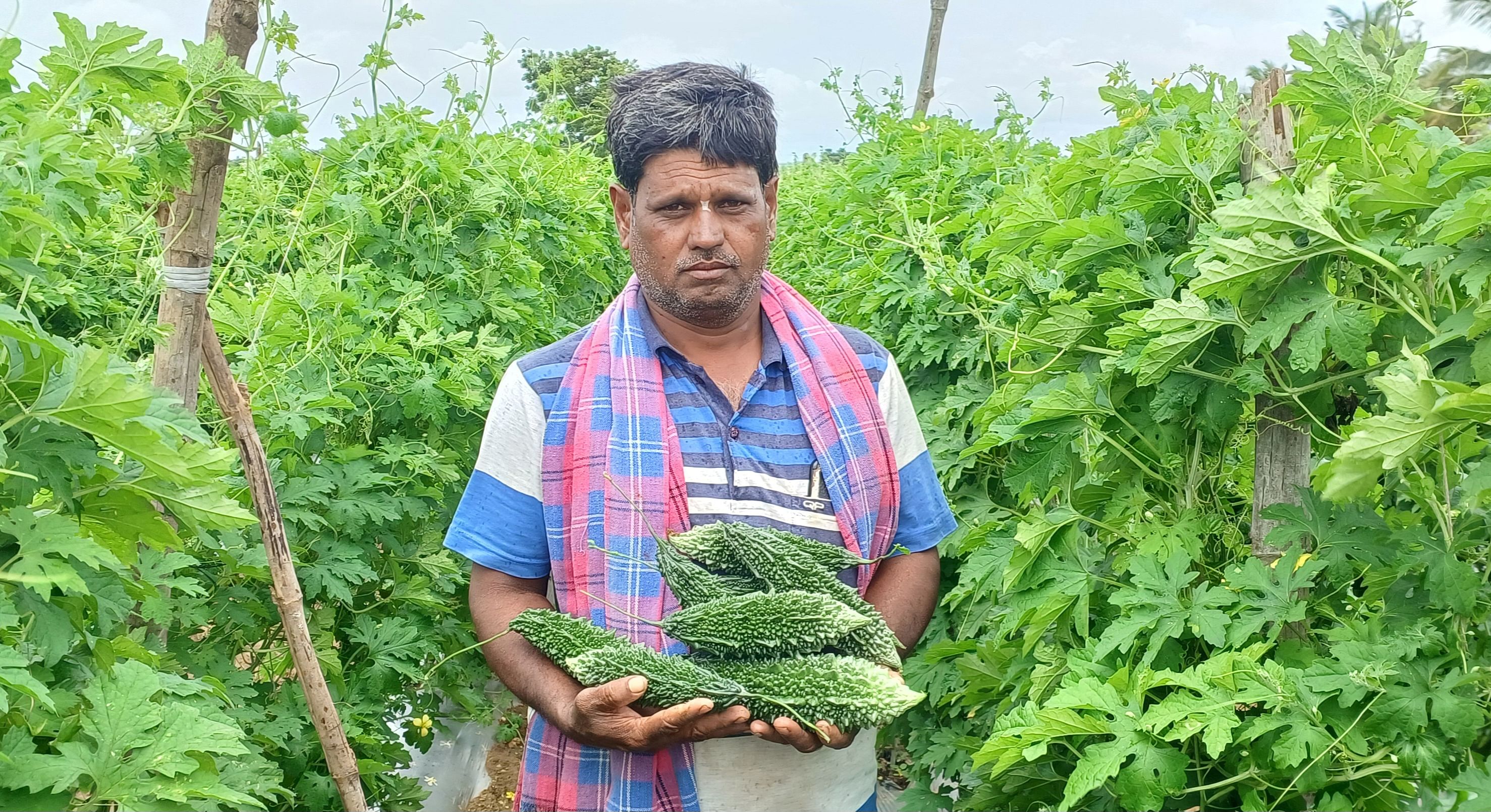 ಹಿರೇಕೆರೂರು ತಾಲ್ಲೂಕಿನ ಅಬಲೂರು ಗ್ರಾಮದ ಶಾಂತಯ್ಯ ಈರಮ್ಮನವರ ಅವರು ತಾವು ಬೆಳೆದ ಹಾಗಲಕಾಯಿ ತೋರಿಸಿದರು