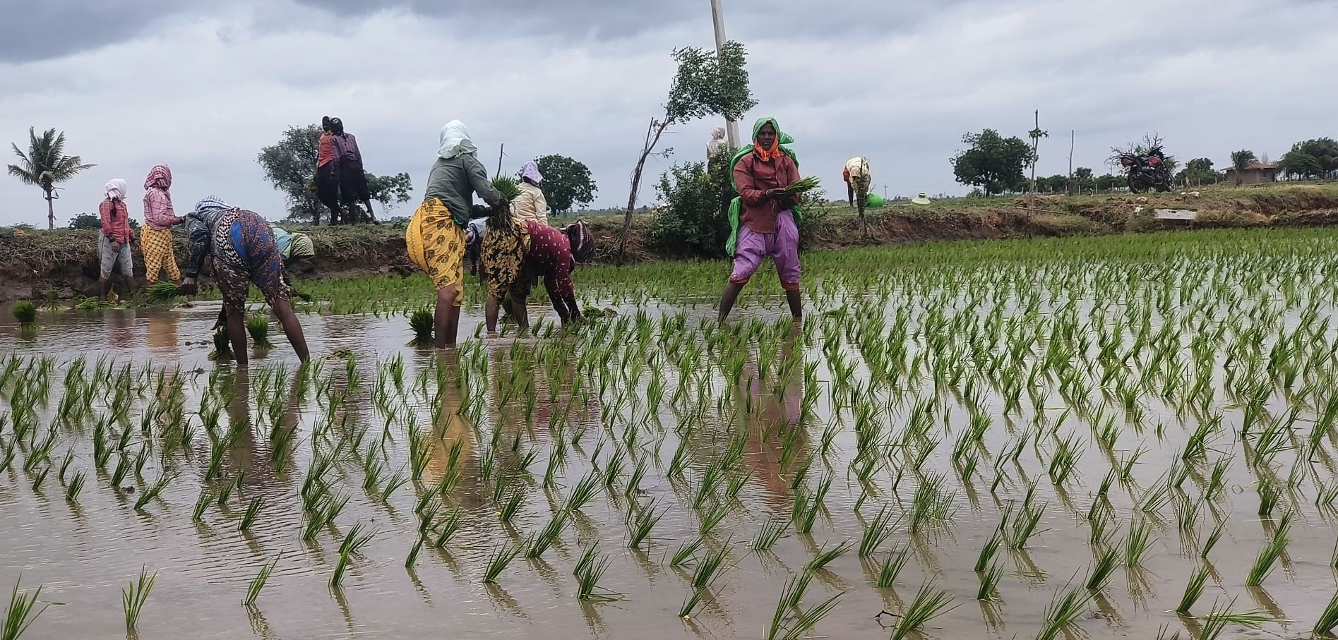 ತೆಕ್ಕಲಕೋಟೆ ಸಮೀಪದ ಮಾಳಾಪುರ ಗ್ರಾಮದಲ್ಲಿ ಭತ್ತದ ನಾಡಿಯಲ್ಲಿ ತೊಡಗಿರುವ ಮಹಿಳೆಯರು