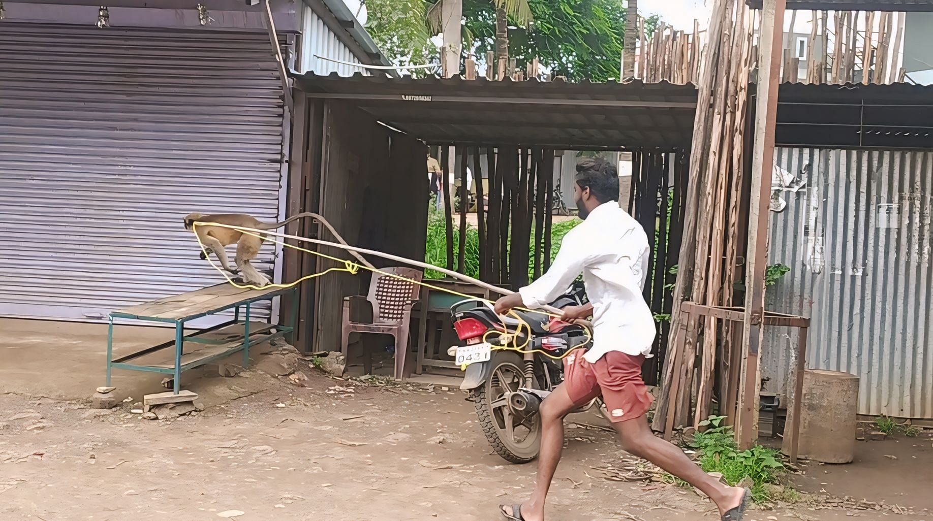 ಕಾಗವಾಡದಲ್ಲಿ ಮಂಗನನ್ನು ಸೆರೆಹಿಡಿಯಲು ವ್ಯಕ್ತಿಯೊಬ್ಬರು ಯತ್ನಿಸಿದರು 