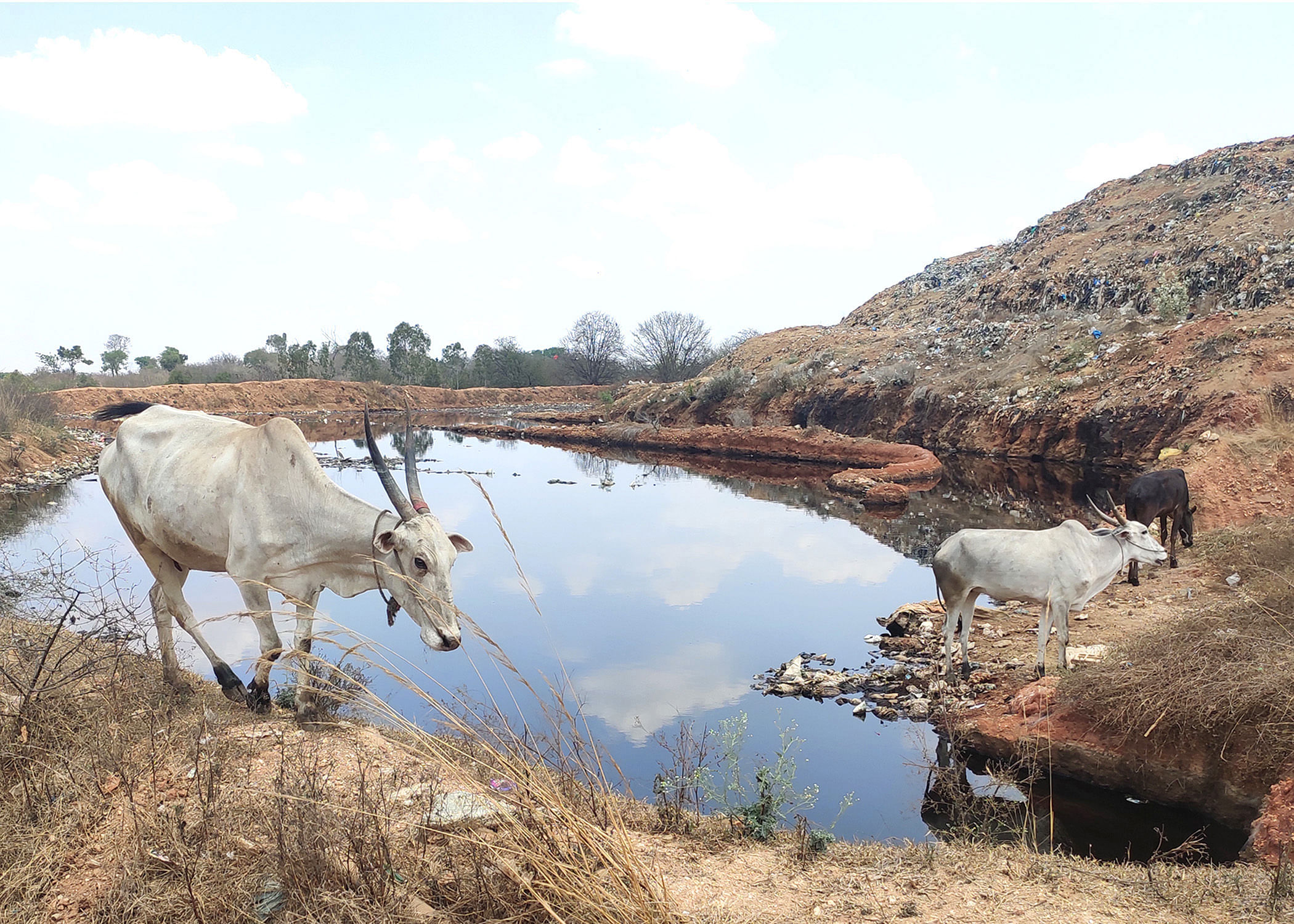 ದೊಡ್ಡಬಳ್ಳಾಪುರ ತಾಲ್ಲೂಕಿನ ಚಿಗರೇನಹಳ್ಳಿ ಸಮೀಪದಲ್ಲಿ ಸಂಸ್ಕರಿಸದ ಕಸವನ್ನು ಬೆಟ್ಟದಂತೆ ಸುರಿಯಲಾಗಿದ್ದು, ಅದರಿಂದ ಸಮೀಪದ ಹೊಂಡದಲ್ಲಿನ ನೀರು ಕಲುಷಿತಗೊಂಡಿದೆ