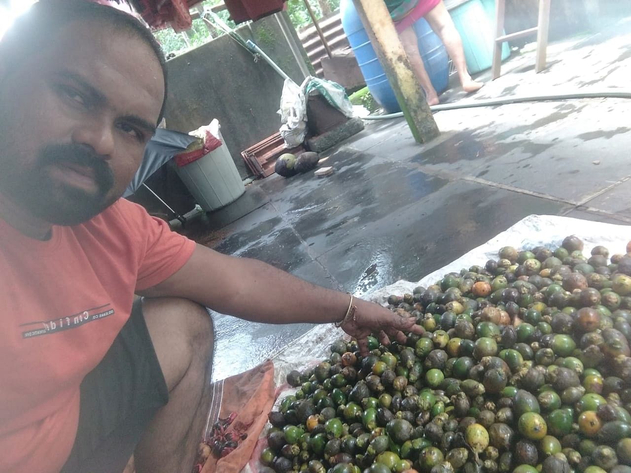 ಹೊನ್ನಾವರ ತಾಲ್ಲೂಕಿನ ನವಿಲಗೋಣ ಗ್ರಾಮದ ಮಾಡಗೇರಿಯಲ್ಲಿ ಕೊಳೆ ರೋಗದಿಂದ ಉದುರಿರುವ  ಹಸಿ ಅಡಿಕೆ ಮಿಳ್ಳೆಗಳ ರಾಶಿ