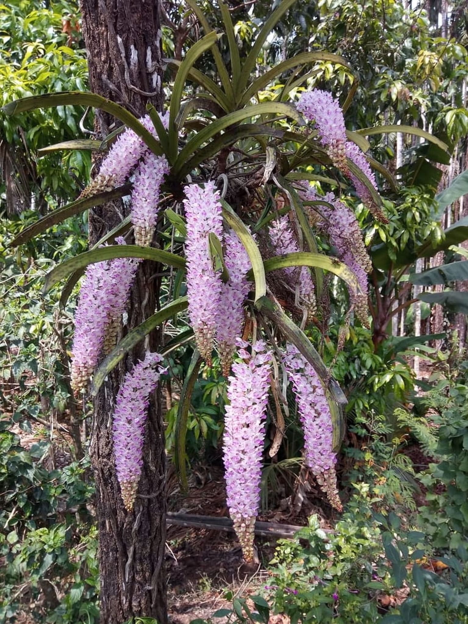 ಸೀತೆ ದಂಡೆ ಹೂವು