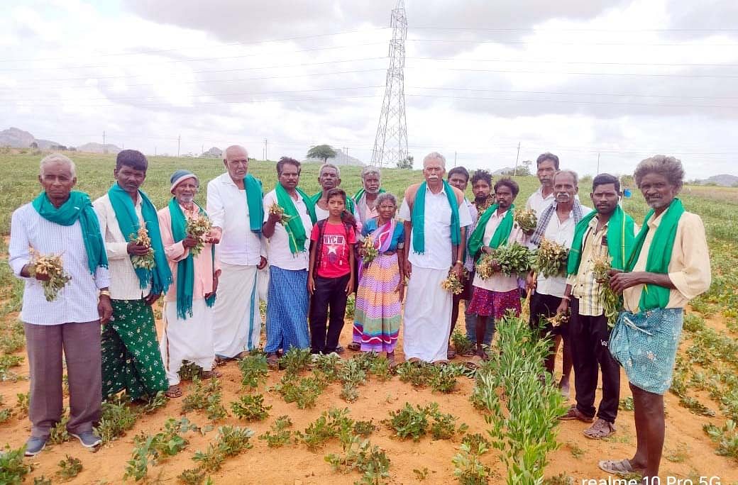 ಪಾವಗಡ ತಾಲ್ಲೂಕು ಗುಂಡ್ಲಹಳ್ಳಿ ಬಳಿಯ ಶೇಂಗಾ ಬೆಳೆಯನ್ನು ಕಾಡುಹಂದಿಗಳು ಹಾಳು ಮಾಡಿವೆ