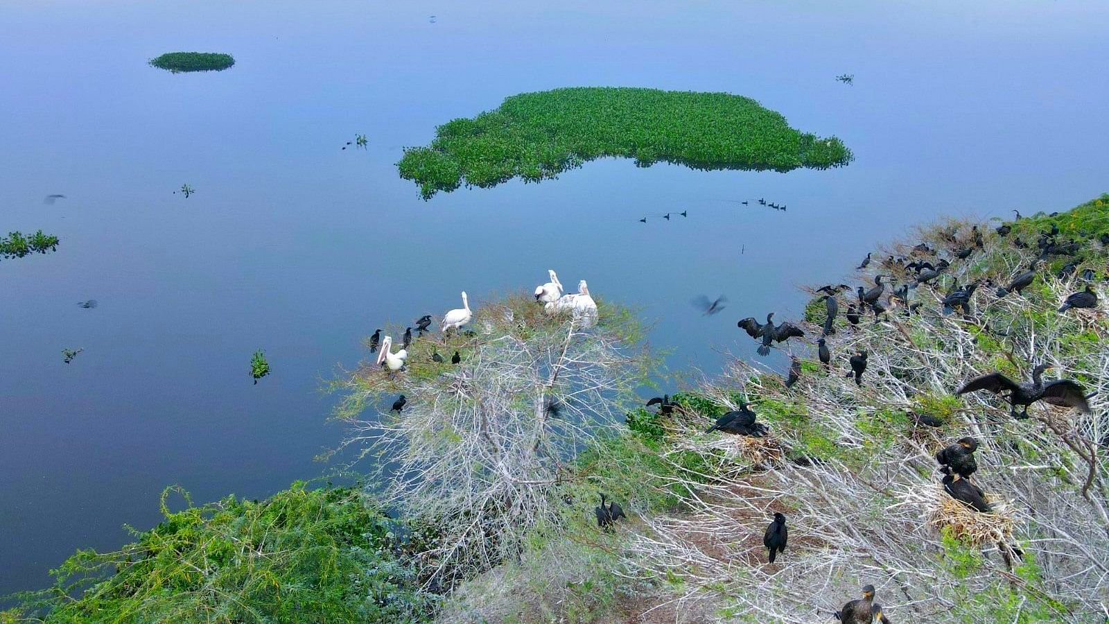 <div class="paragraphs"><p>Kazhuveli Bird Sanctuary</p></div>