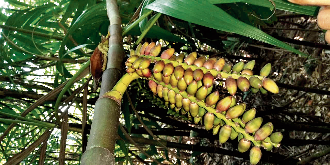 ಪಾಂಡವರ ಅಡಿಕೆ