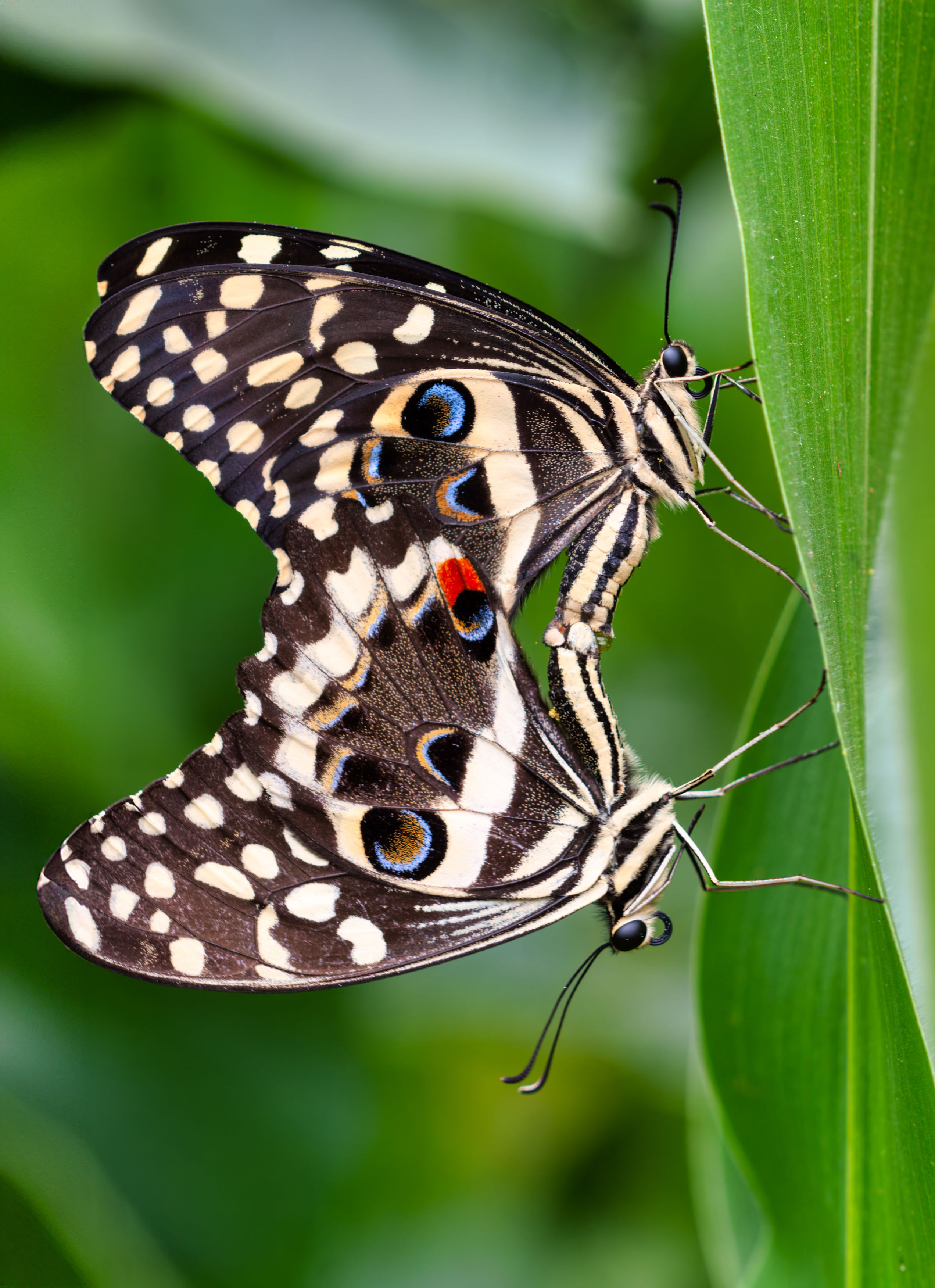 ಸ್ವ್ಯಾಲೋಟೈಲ್‌ ಚಿಟ್ಟೆಗಳು 