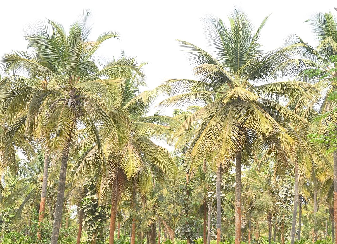 ತೆಂಗಿನ ಮರ