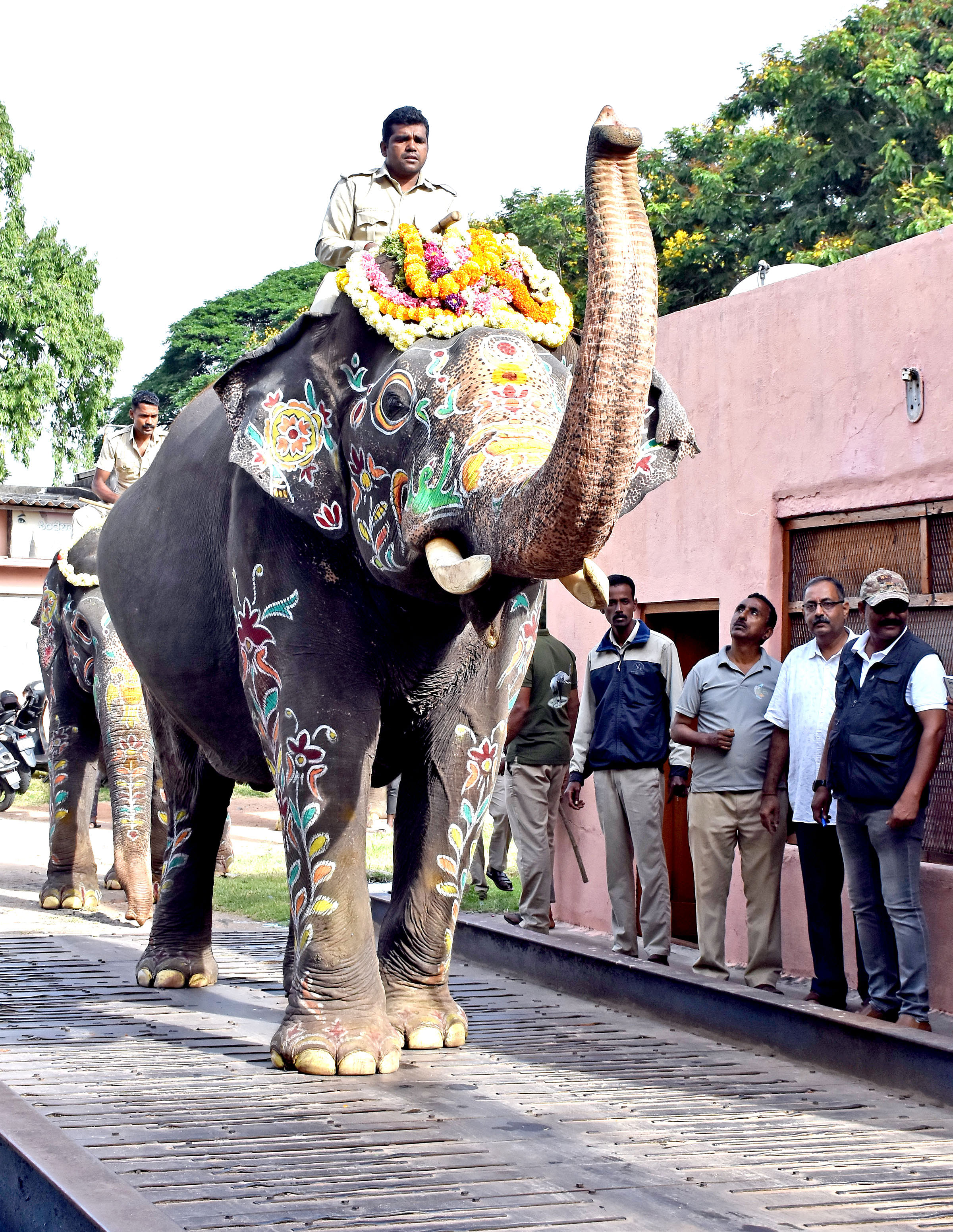 ಮೈಸೂರಿನ ಧನ್ವಂತರಿ ರಸ್ತೆಯ ಎಲೆಕ್ಟ್ರಾನಿಕ್ ವ್ಹೇಬ್ರಿಡ್ಜ್‌ನಲ್ಲಿ ಶನಿವಾರ ನಡೆದ ತೂಕ ಪರೀಕ್ಷೆಯಲ್ಲಿ ಅಂಬಾರಿ ಆನೆ ಅಭಿಮನ್ಯು –ಪ್ರಜಾವಾಣಿ ಚಿತ್ರ/ ಹಂಪಾ ನಾಗರಾಜ