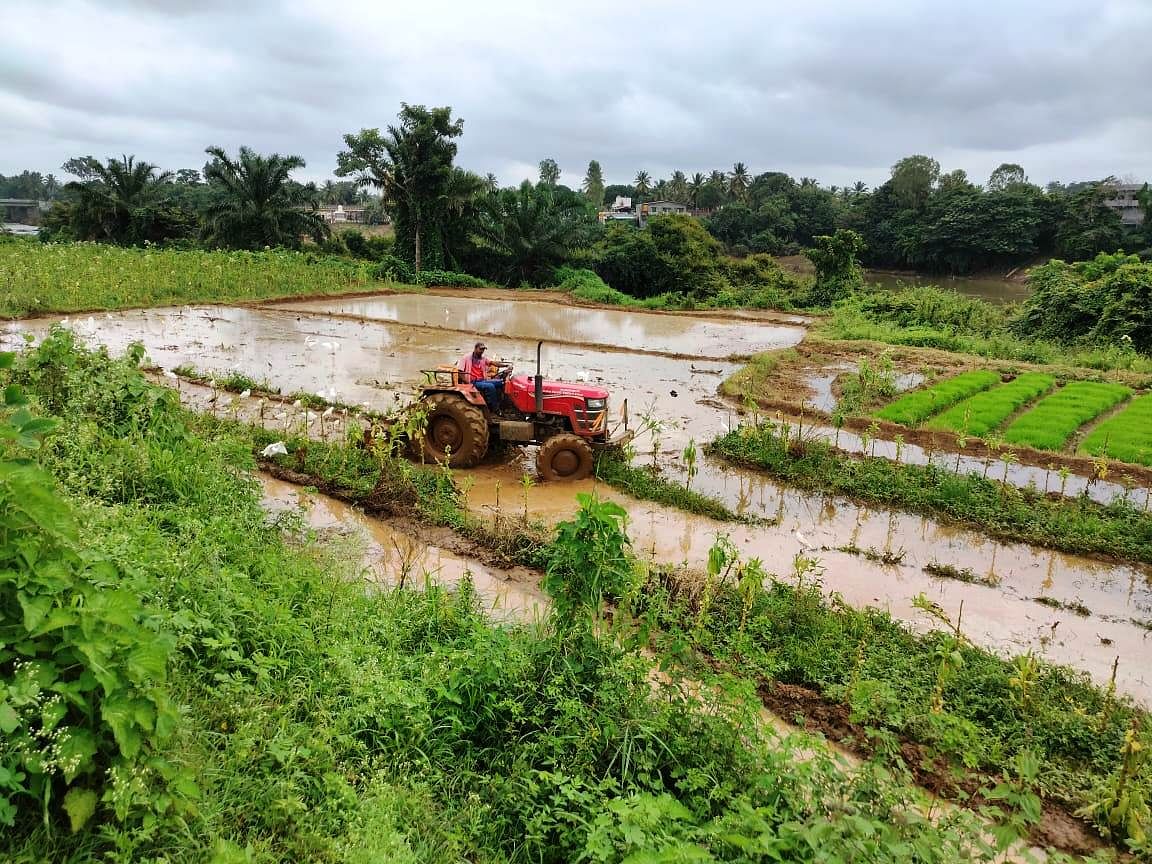 ಕೊಣನೂರು ಹೋಬಳಿಯ ವ್ಯಾಪ್ತಿಯಲ್ಲಿ ಭತ್ತದ ನಾಟಿಗೆ ಗದ್ದೆಗಳನ್ನು ಸಿದ್ಧಪಡಿಸುತ್ತಿರುವುದು.