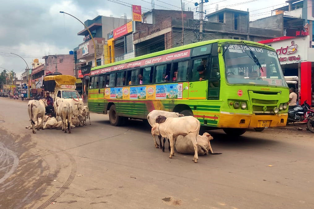 ಬನಹಟ್ಟಿ ನಗರದ ಜಮಖಂಡಿ-ಕುಡಚಿ ರಾಜ್ಯ ಹೆದ್ದಾರಿಯ ಮೇಲೆ ಮಲಗಿರುವ ಜಾನುವಾರು ಸಂಚಾರಕ್ಕೆ ಸಮಸ್ಯೆ ಉಂಟು ಮಾಡಿವೆ