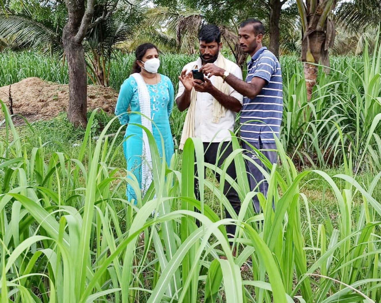 ಹೊಳೆನರಸೀಪುರ ತಾಲ್ಲೂಕಿನ ಜಮೀನುಗಳಲ್ಲಿ ಬೆಳೆ ಸಮೀಕ್ಷೆ ನಡೆಸಲು ಸಹಕಾರ ನೀಡುತ್ತಿರುವ ಕೃಷಿ ಅಧಿಕಾರಿಗಳು.