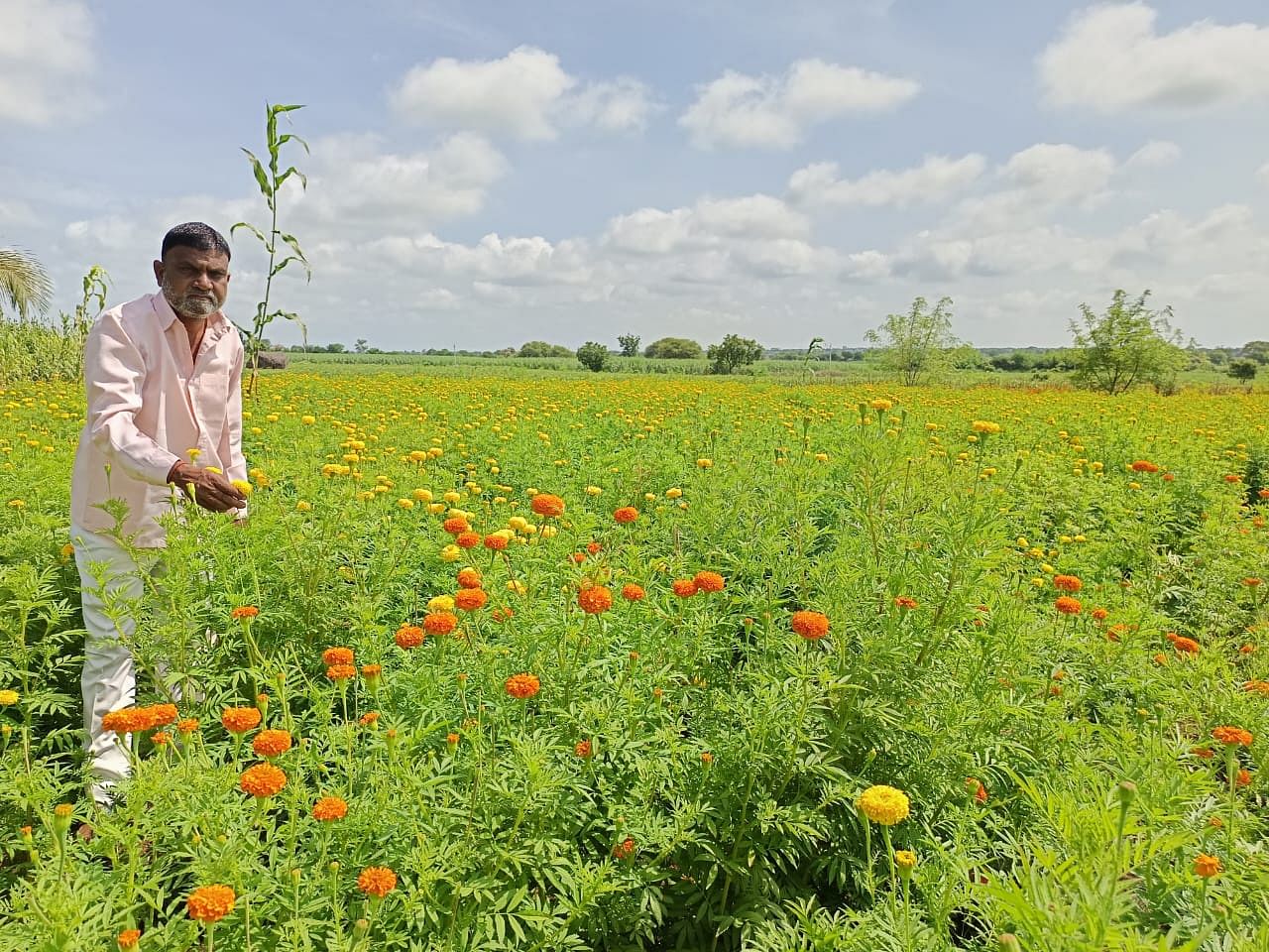 ಖಟಕಚಿಂಚೋಳಿ ಸಮೀಪದ ಡಾವರಗಾಂವ್ ಗ್ರಾಮದ ರೈತ ಅಭಿಮನ್ಯು ಪಾಟೀಲ ತಮ್ಮ ಹೊಲದಲ್ಲಿ ಬೆಳೆದ ಚೆಂಡು ಹೂ