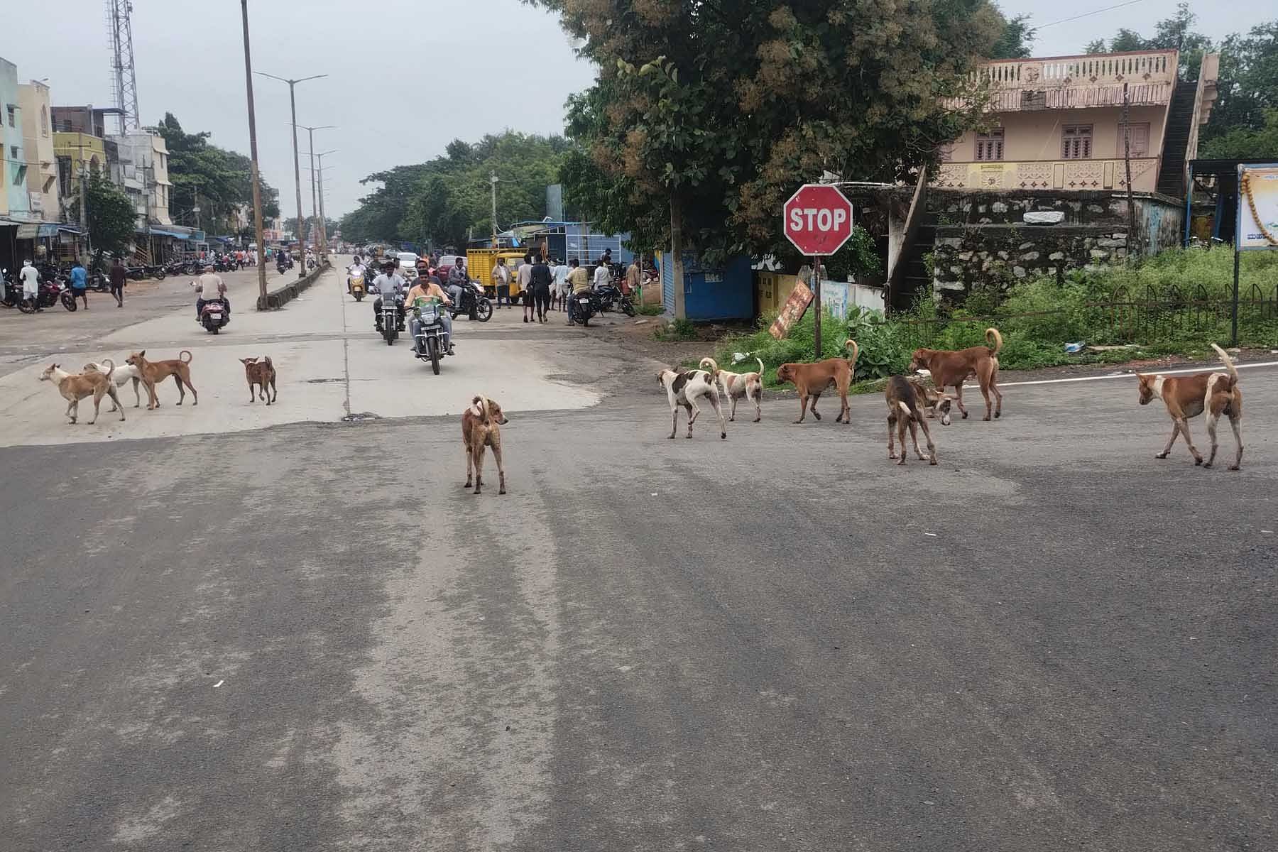 ಗುರುಮಠಕಲ್ ಪಟ್ಟಣದ ಬಸವೇಶ್ವರ ವೃತ್ತ (ಗಂಜ್ ವೃತ್ತ) ರಸ್ತೆಯಲ್ಲಿ ಶನಿವಾರ ಅಡ್ಡಾಡುತ್ತಿದ್ದ ಬೀದಿ ನಾಯಿಗಳ ಹಿಂಡು ವಾಹನ ಸವಾರರಿಗೆ ಅಡ್ಡಿಯಾಗುತ್ತಿರುವುದು.