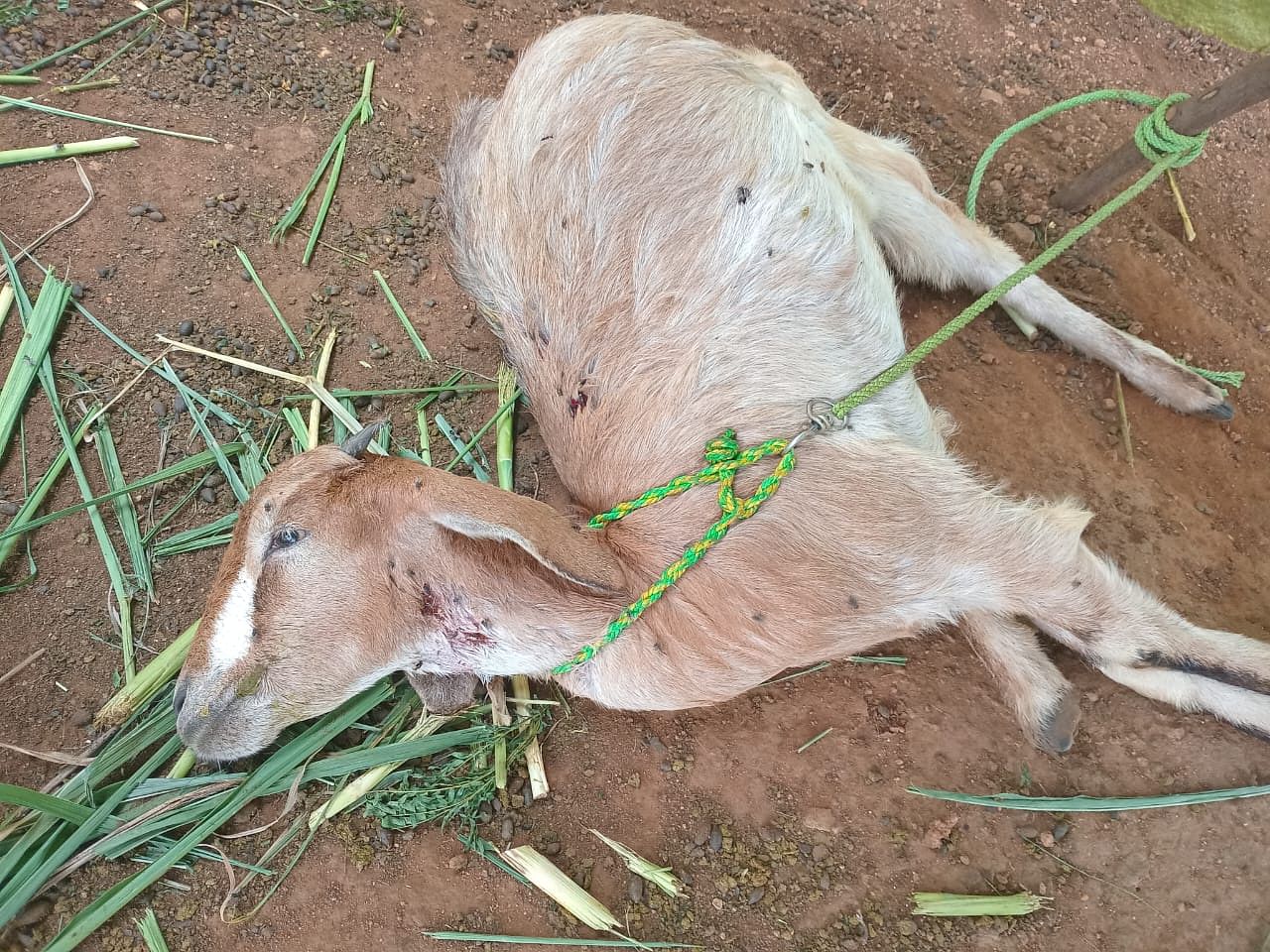 ಹನೂರು ತಾಲ್ಲೂಕಿನ ರಾಮನಗುಡ್ಡೆ ಜಮೀನಿನಲ್ಲಿ ಚಿರತೆ ದಾಳಿಗೆ ಮೃತಪಟ್ಟ ಮೇಕೆ