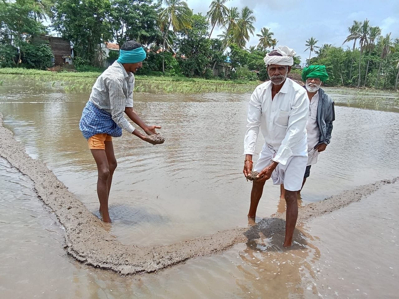 ಬೊಕ್ಕಹಳ್ಳಿಯಲ್ಲಿ ಕಪಿಲಾ ನದಿ ಪ್ರವಾಹದಿಂದ ಭತ್ತದ ಸಸಿ ಮಡಿ ನಾಶವಾಗಿರುವುದನ್ನು ರೈತರು ತೋರಿಸಿದರು –ಚಿತ್ರ: ಸುತ್ತೂರು ನಂಜುಂಡನಾಯಕ