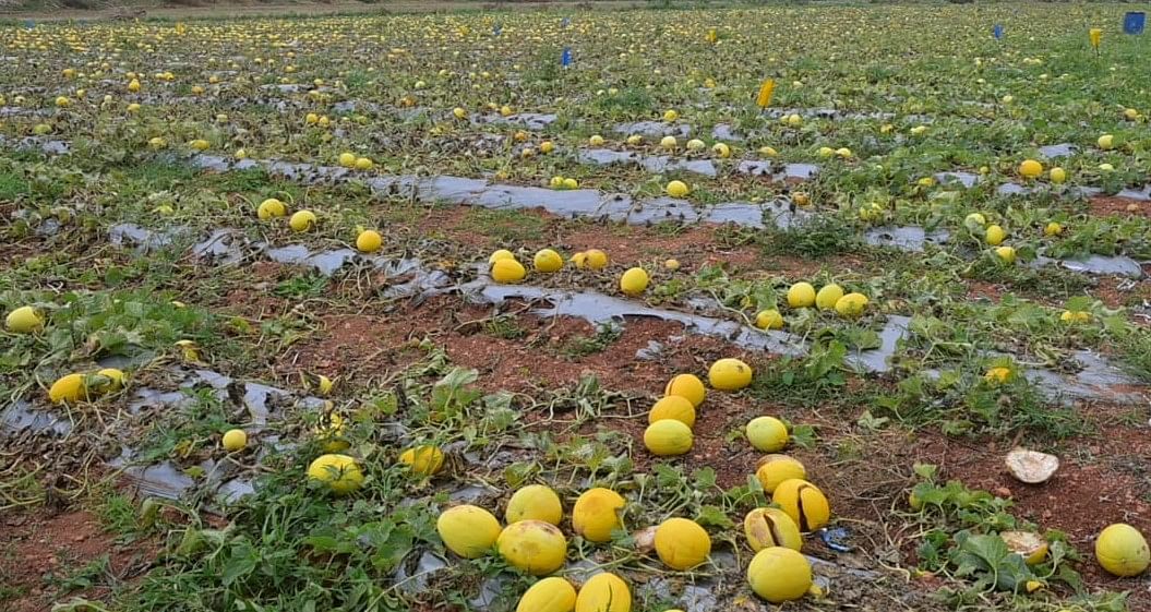 ಚಳ್ಳಕೆರೆ ತಾಲ್ಲೂಕಿನ ಕಾಟಂದೇವರಕೋಟೆ ಗ್ರಾಮದ ಶಿವಣ್ಣ ಅವರ ಜಮೀನಿನಲ್ಲಿ ಬೆಳೆದಿದ್ದ ಕೊಹಿನೂರು ತಳಿಯ ಕರಬೂಜ 