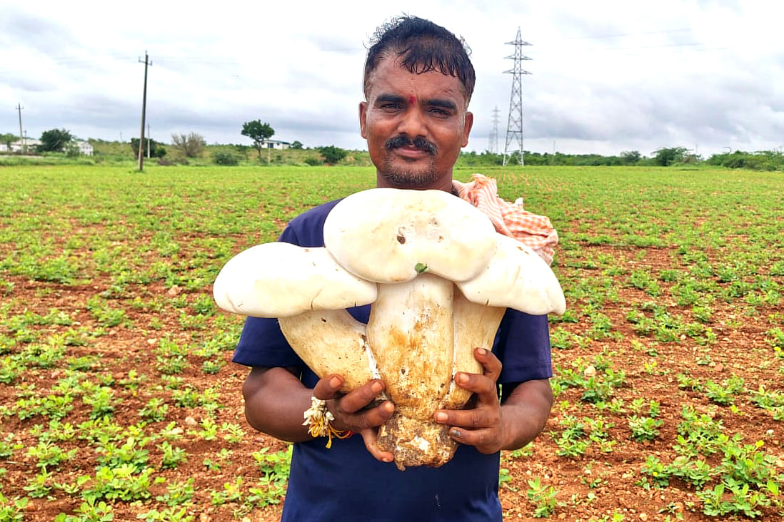 ಮೊಳಕಾಲ್ಮುರಿನ ರಾಯಾಪುರದ ಹೊಲದಲ್ಲಿ ಭಾನುವಾರ ಸಿಕ್ಕ ಬೃಹತ್‌ ಗಾತ್ರದ ಅಣಬೆ ಪ್ರದರ್ಶಿಸುತ್ತಿರುವ ಗ್ರಾಮಸ್ಥ ಪ್ರಕಾಶ್