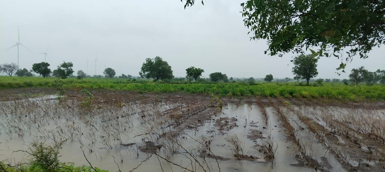 ಹಟ್ಟಿ ಸಮೀಪದ ಮೇದಿನಾಪೂರ ಗ್ರಾಮದ ಬಳಿ ತೇವಾಂಶ ಹೆಚ್ಚಾಗಿ ತೊಗರಿ ಕೊಳೆತು ಹೋಗಿರುವುದು