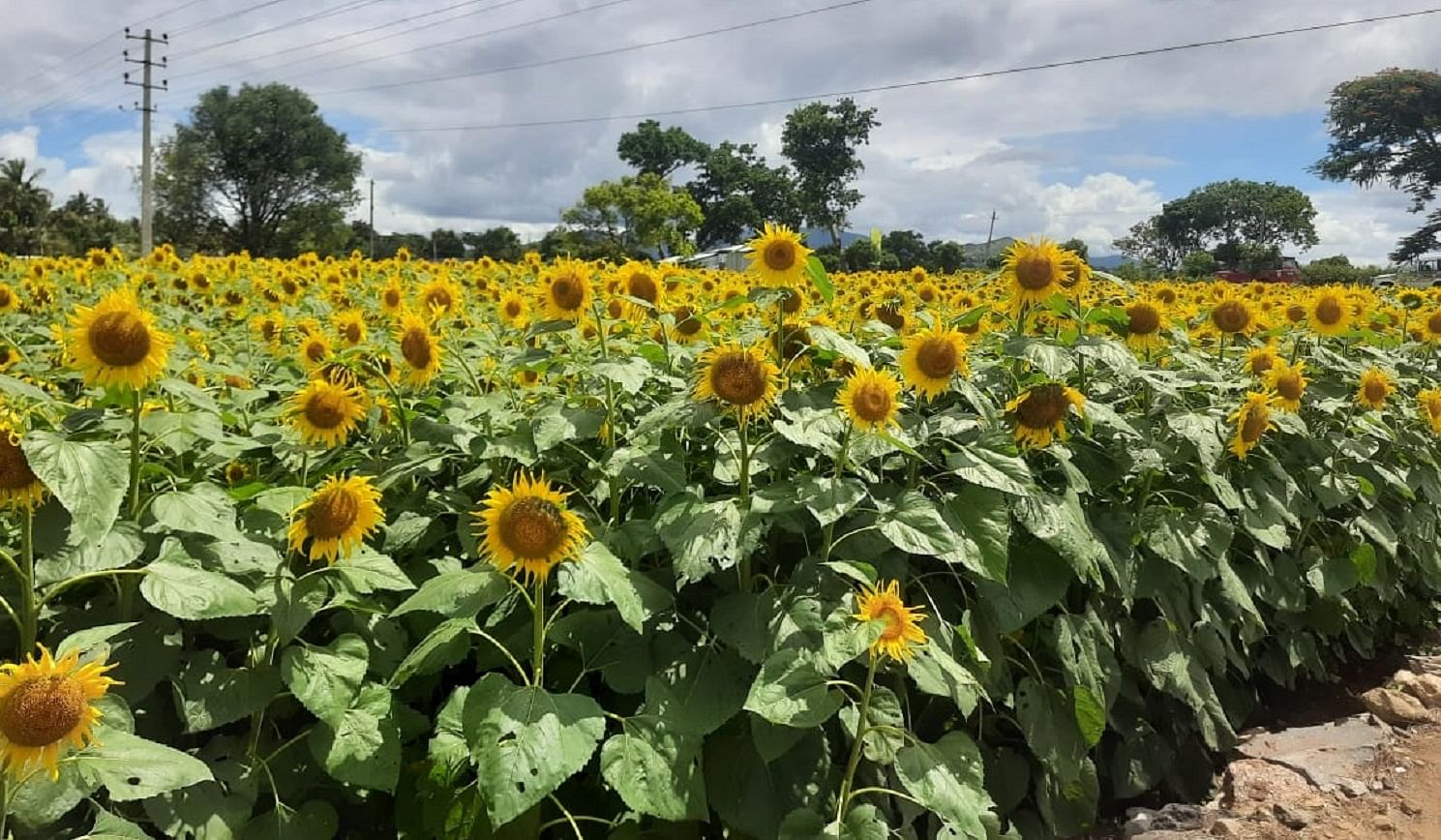 ಸೂರ್ಯಕಾಂತಿ