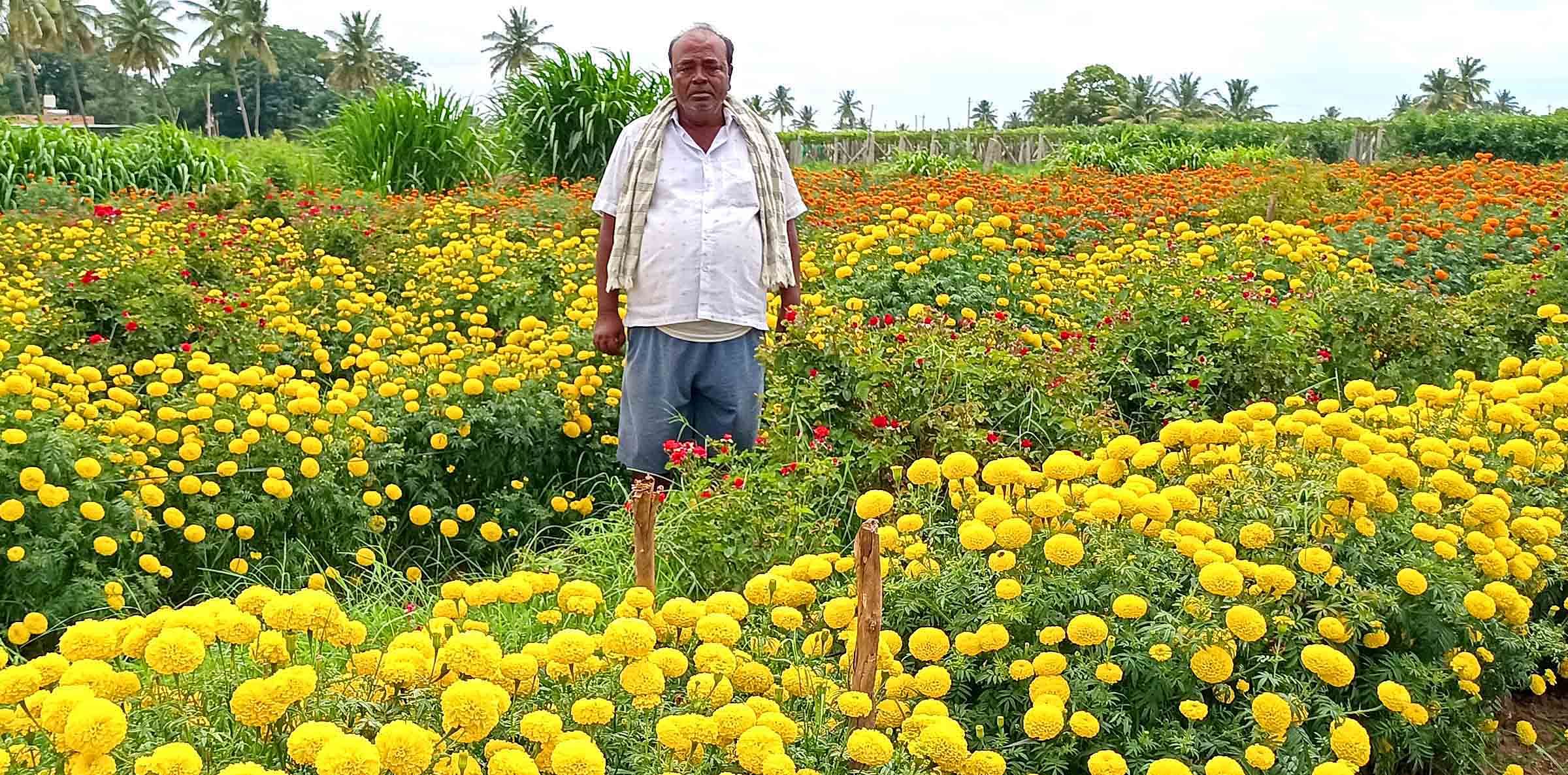 ವಿಜಯಪುರ ಹೋಬಳಿ ಗಡ್ಡದನಾಯಕನಹಳ್ಳಿಯ ರೈತರೊಬ್ಬರ ತೋಟದಲ್ಲಿ ಬೆಳೆದಿರುವ ಚೆಂಡು ಹೂ