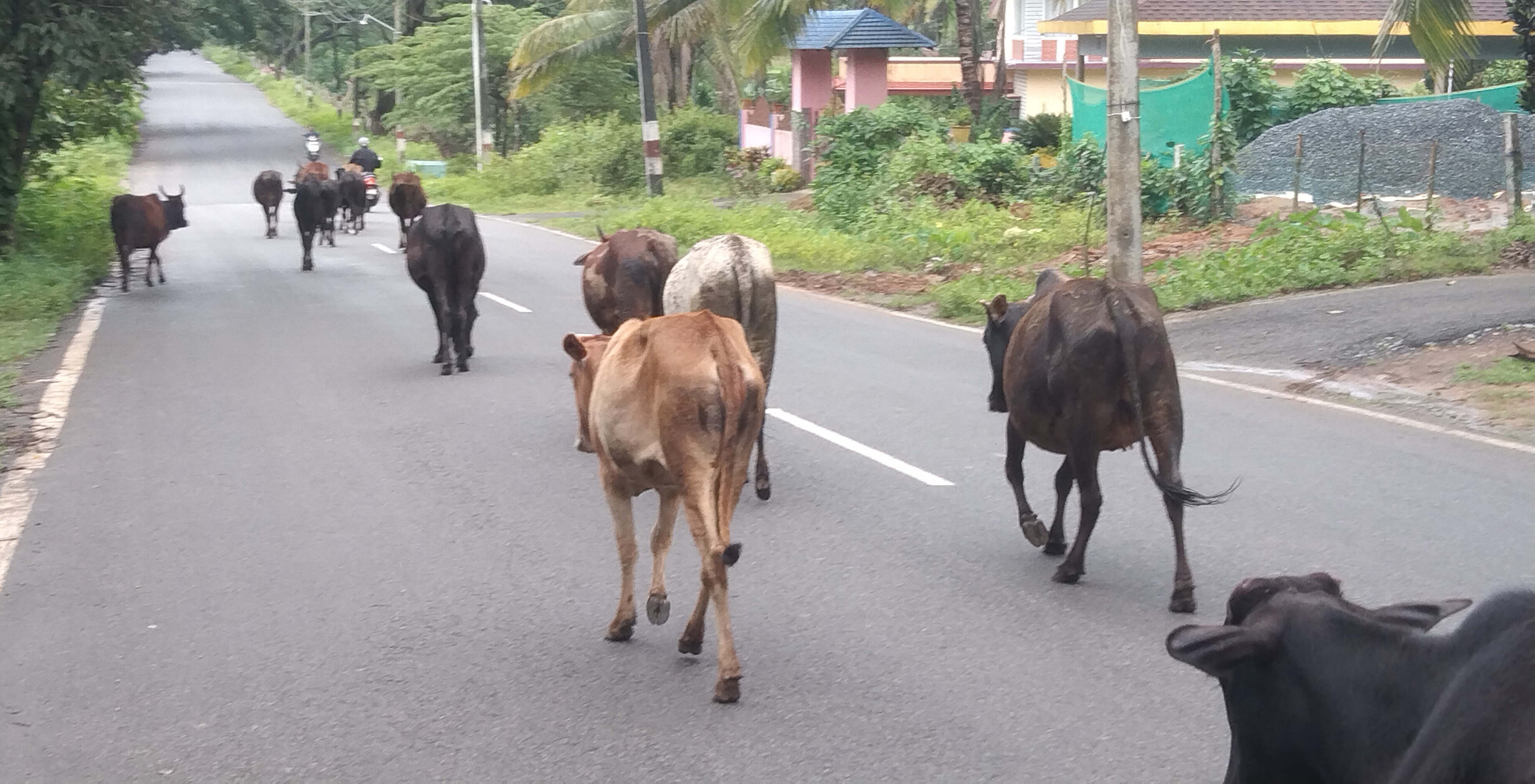 ನರಸಿಂಹರಾಜಪುರ ತಾಲ್ಲೂಕಿನ ಮೆಣಸೂರು ಗ್ರಾಮದ ಮೂಲಕ ಹಾದು ಹೋಗುವ ಶಿವಮೊಗ್ಗ ಮುಖ್ಯರಸ್ತೆಯಲ್ಲಿ ಕಂಡು ಬಂದ ಬೀಡಾಡಿ ದನಗಳು 